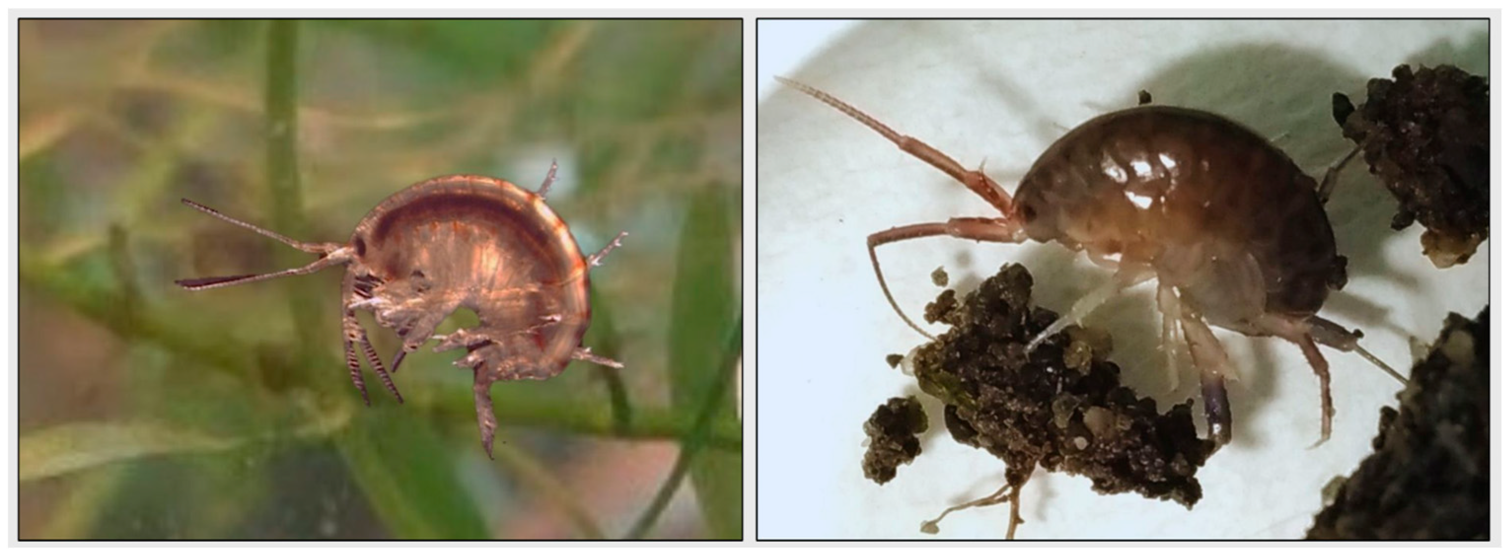 Environments 12 00408 g001