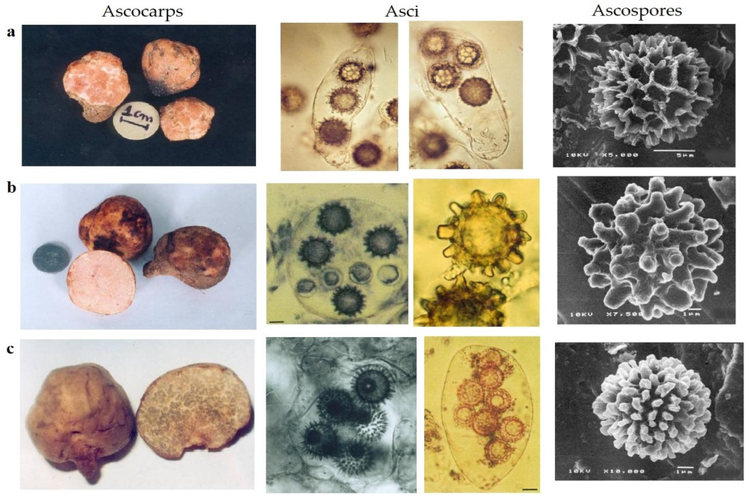 Environsciproc 16 00035 g001 Environsciproc 16 00035 g001