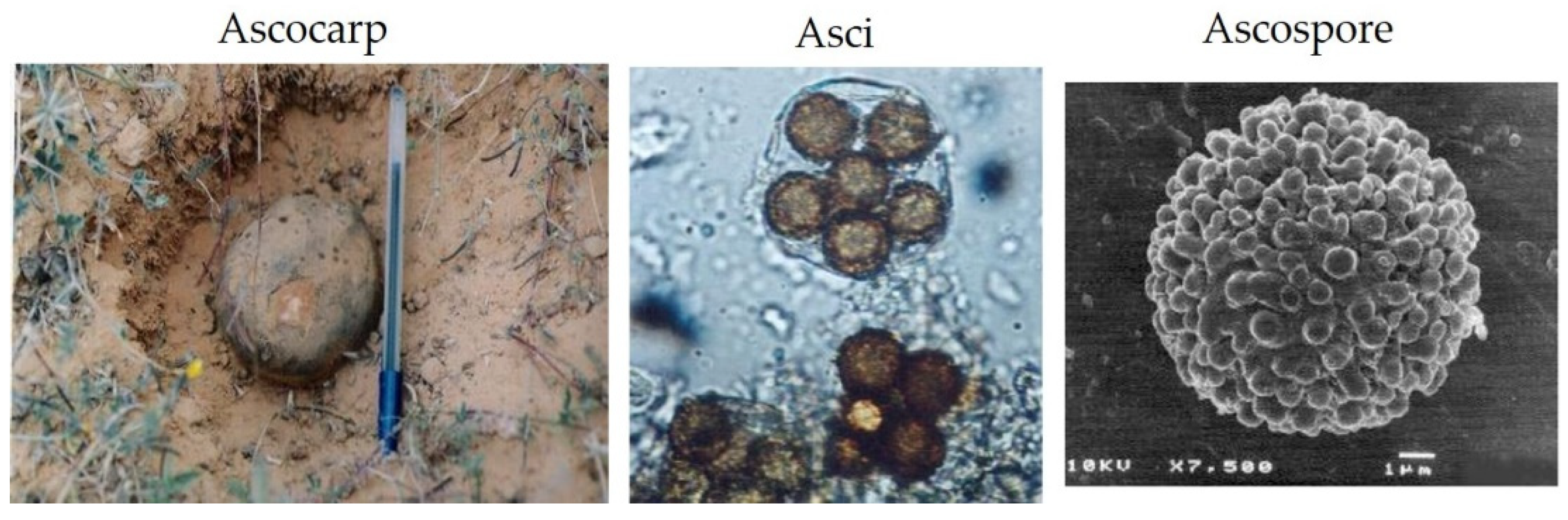 Environsciproc 16 00035 g002 Environsciproc 16 00035 g002