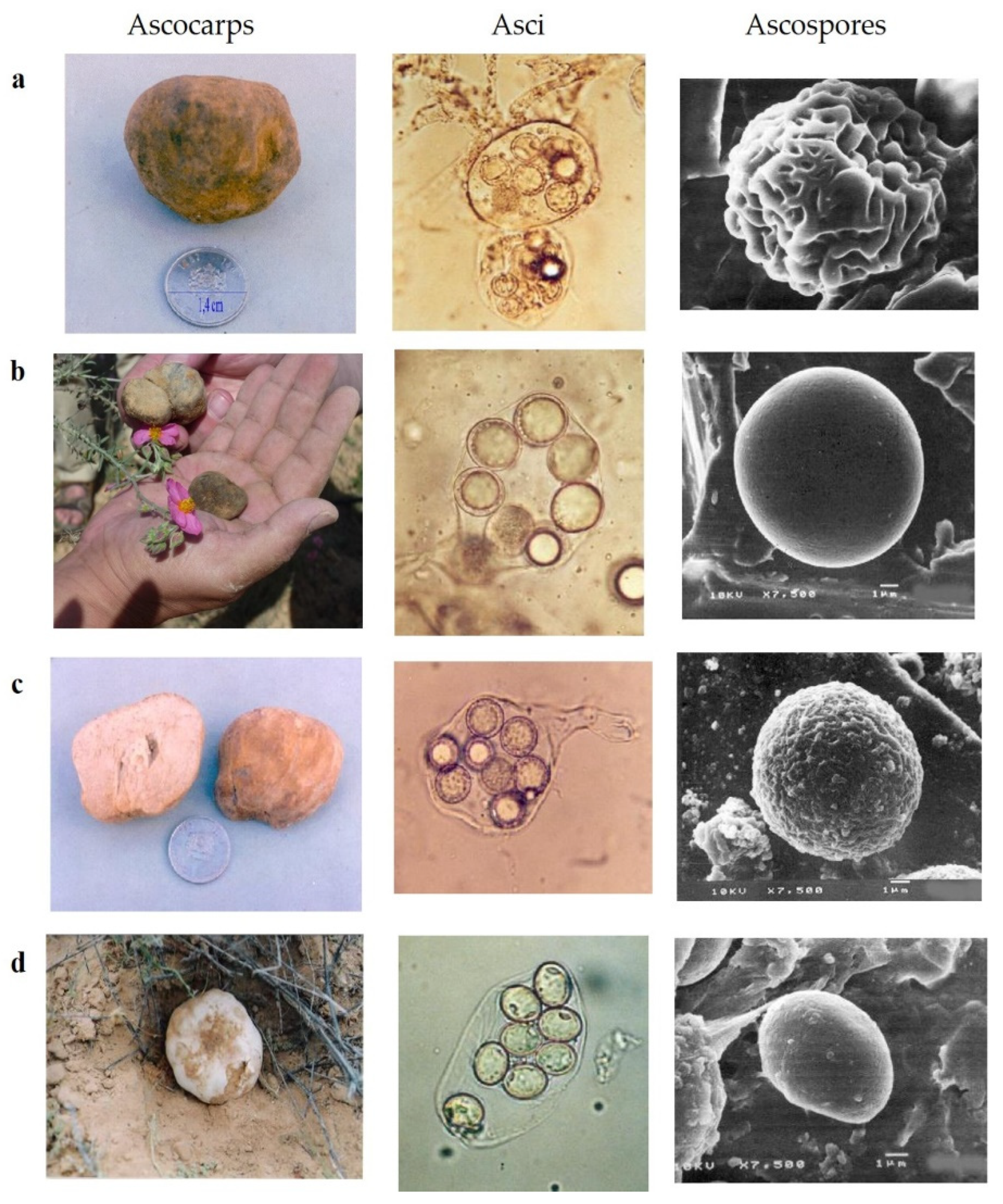 Environsciproc 16 00035 g003 Environsciproc 16 00035 g003