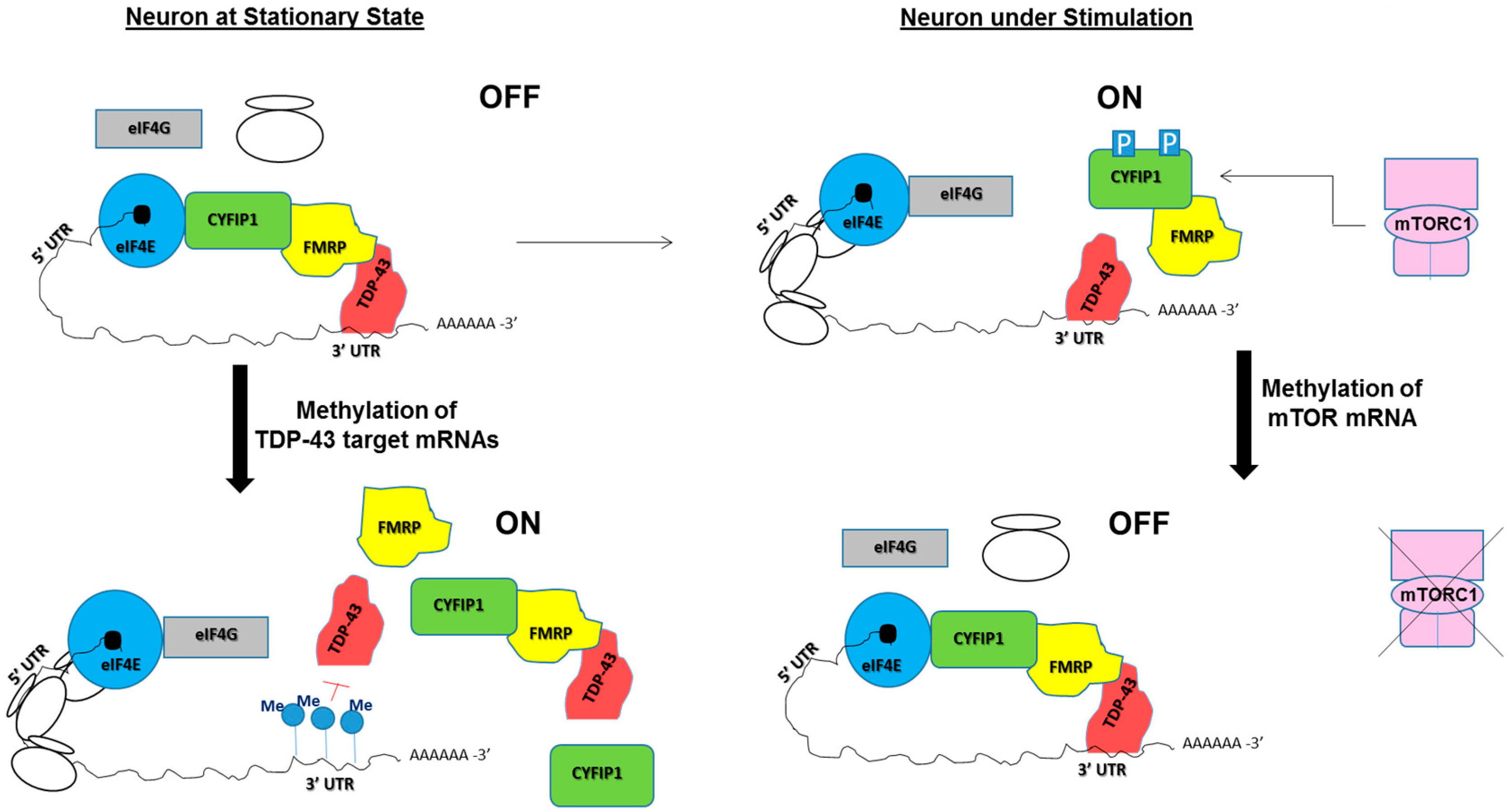 Epigenomes 01 00011 g002 Epigenomes 01 00011 g002