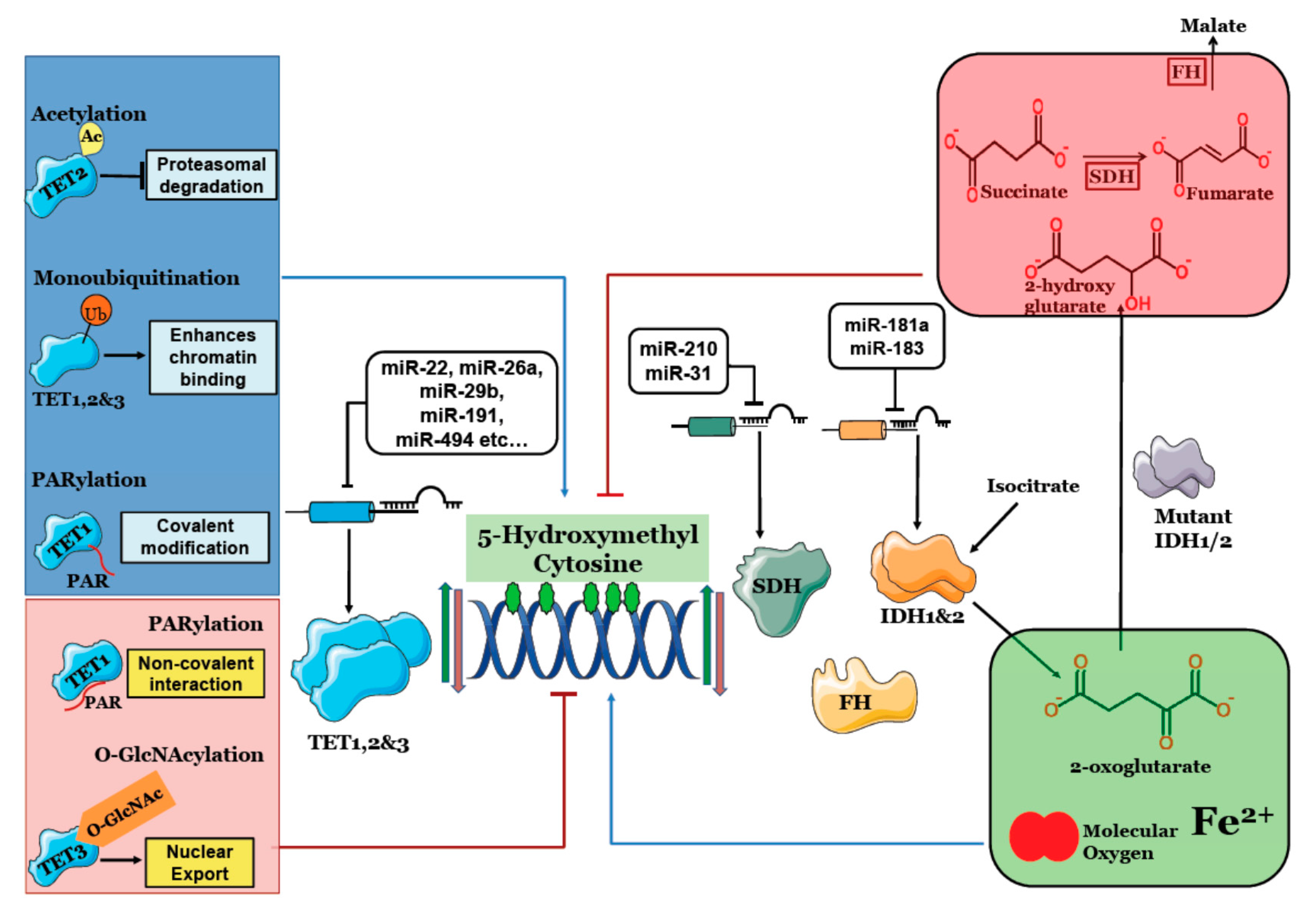 Epigenomes 01 00019 g001 Epigenomes 01 00019 g001
