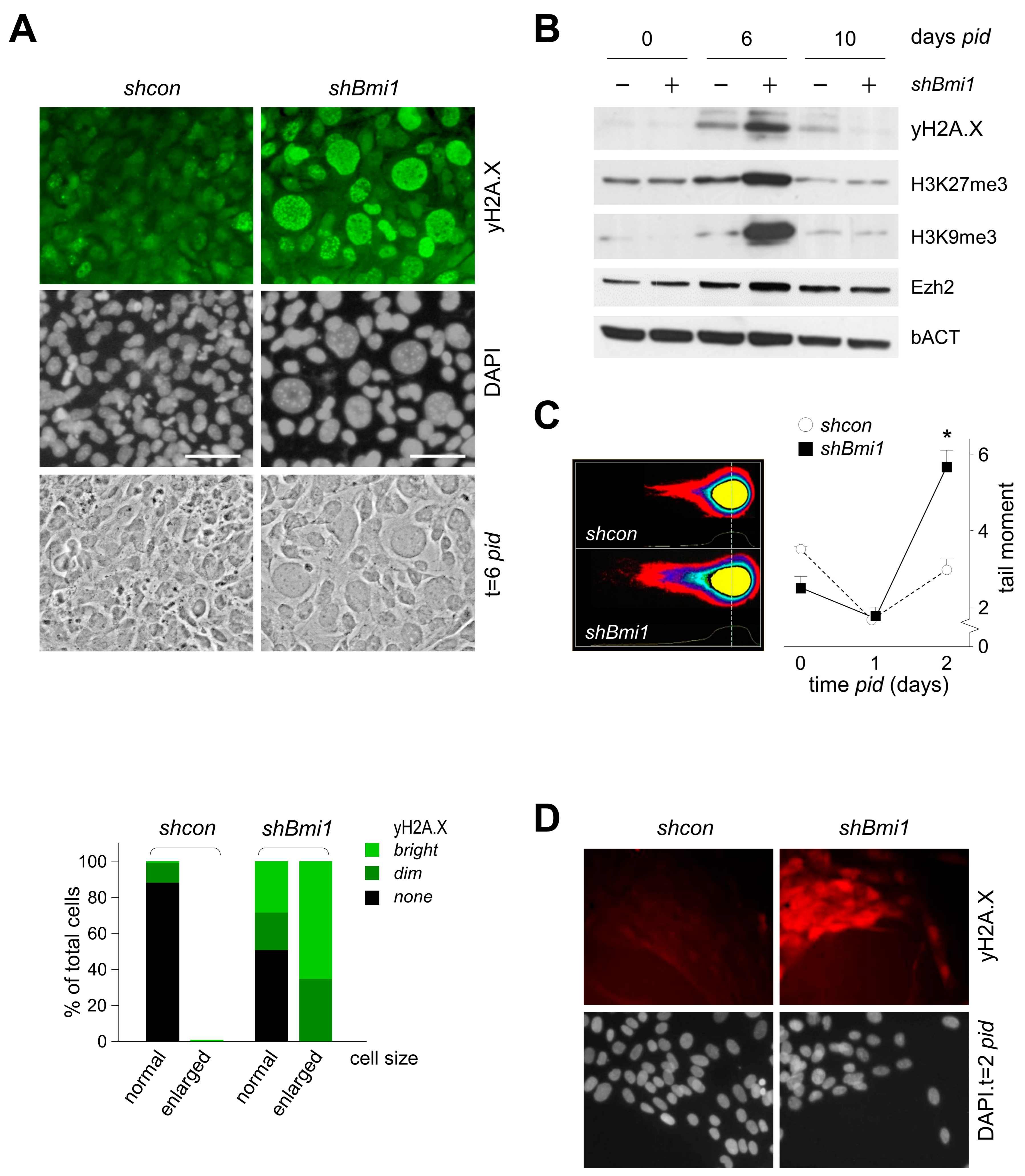Epigenomes 01 00022 g003 Epigenomes 01 00022 g003