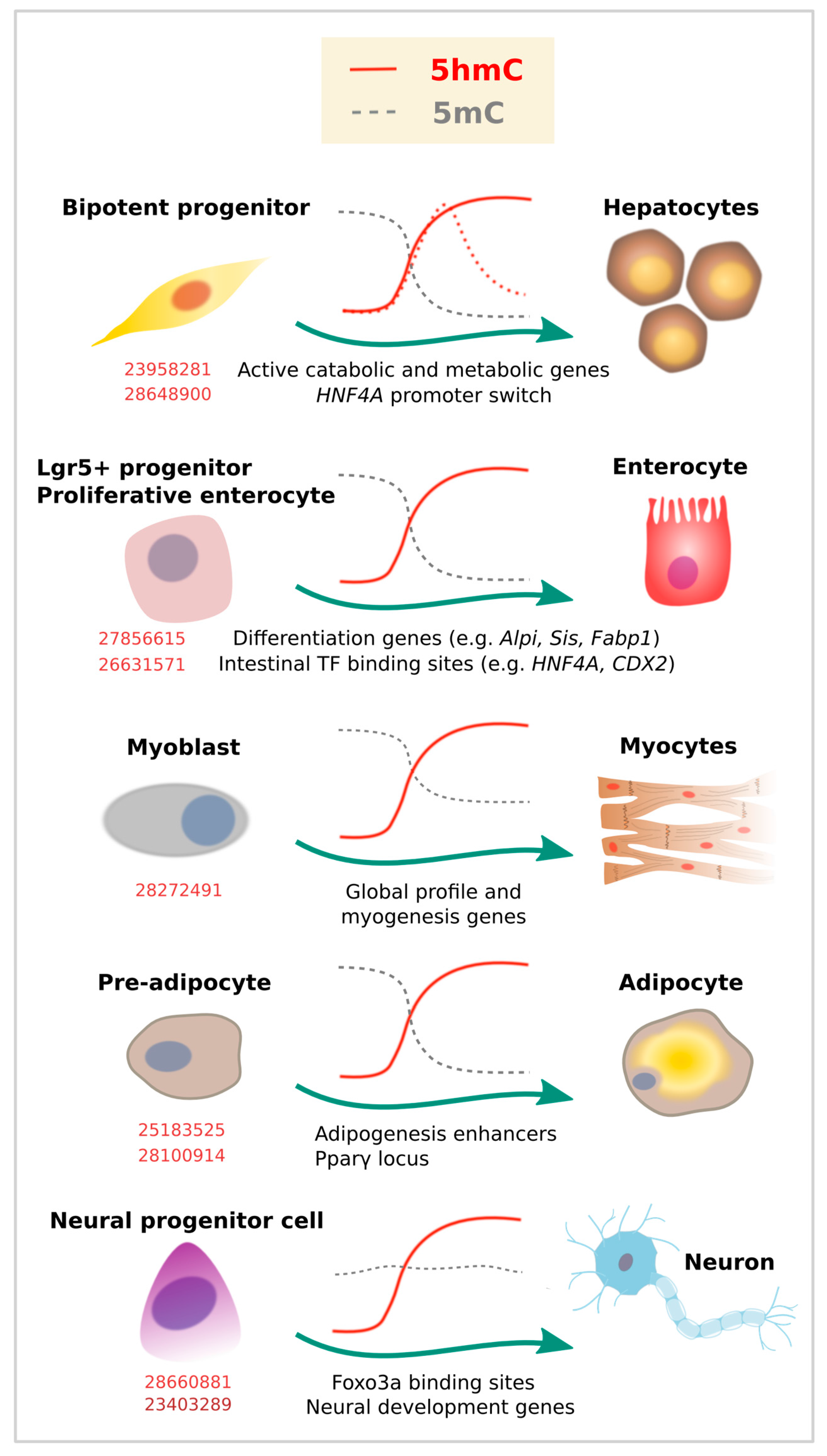 Epigenomes 02 00003 g003 Epigenomes 02 00003 g003