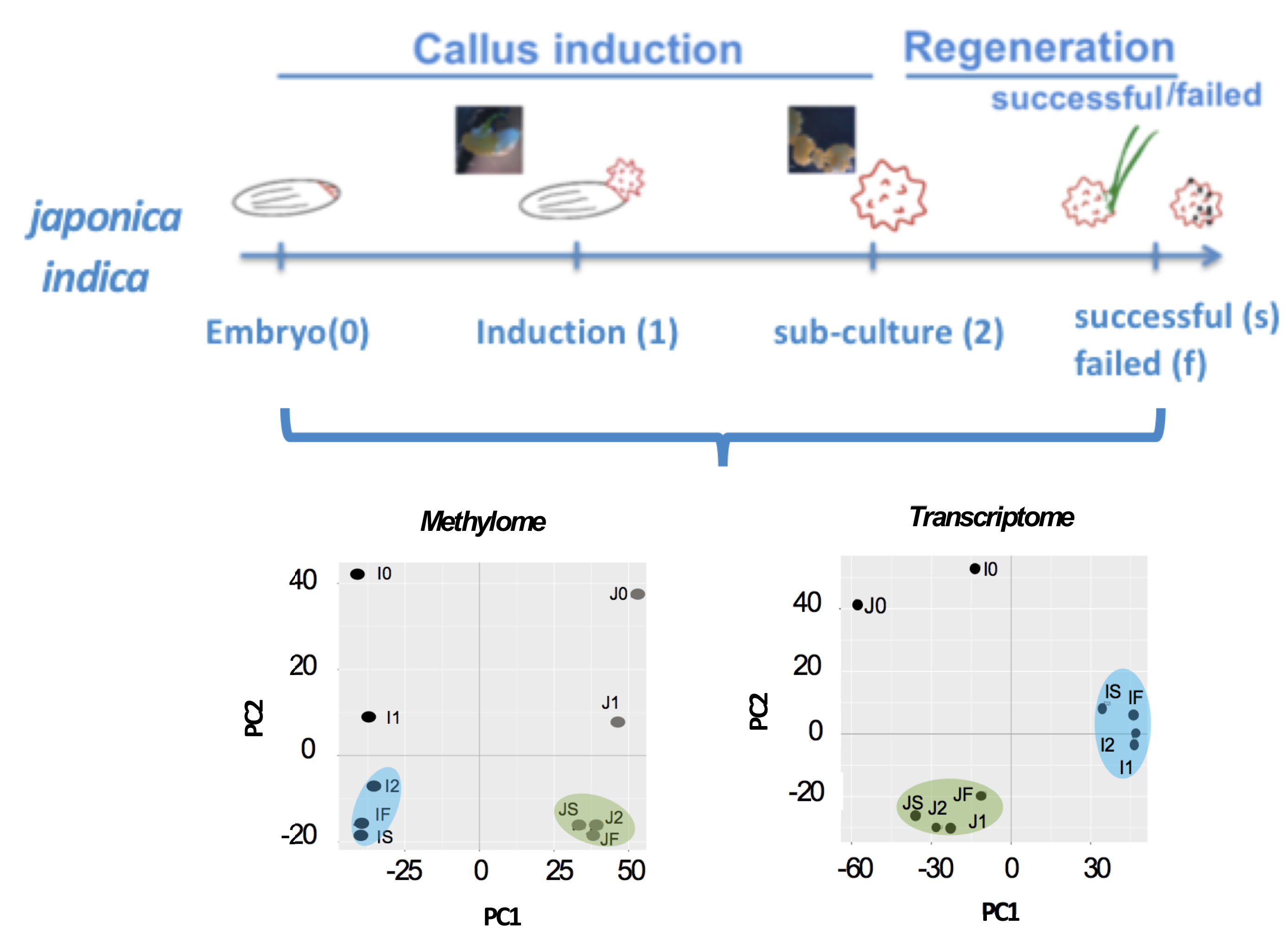 Editorial Sharing Epigenomes Globally >> Epigenomes Free Full Text Dynamics Of The Methylome And Editorial Sharing Epigenomes Globally >> Epigenomes Free Full Text Dynamics Of The Methylome And