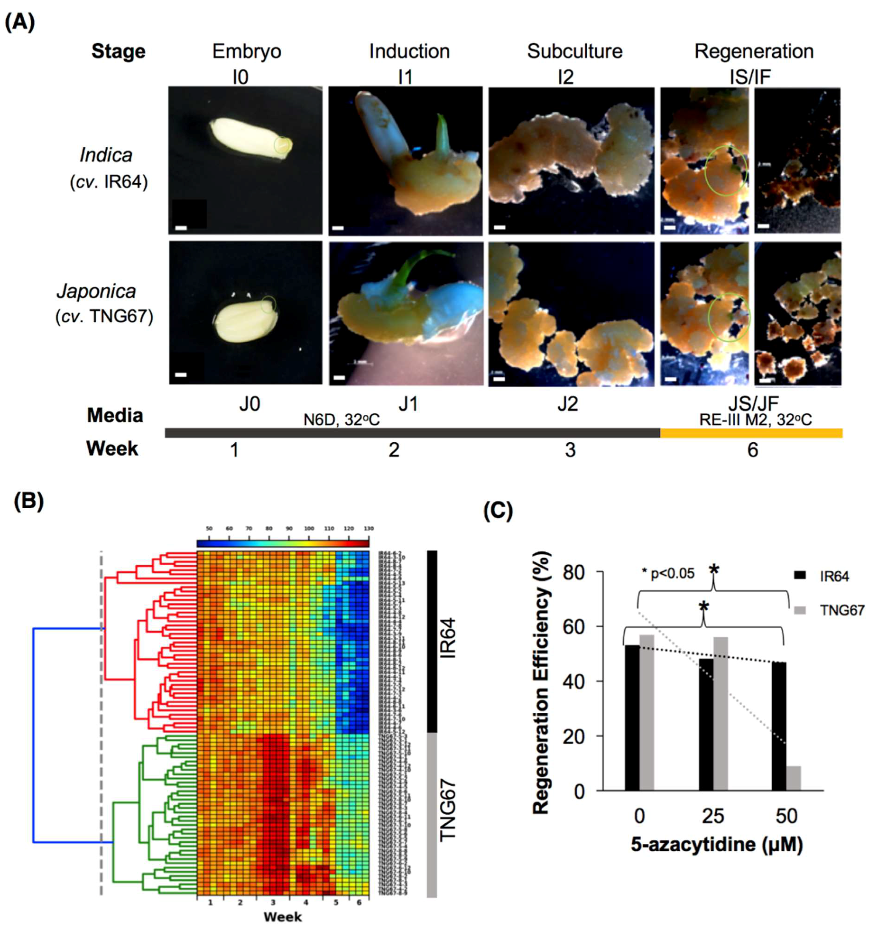 Epigenomes 02 00014 g001 Epigenomes 02 00014 g001