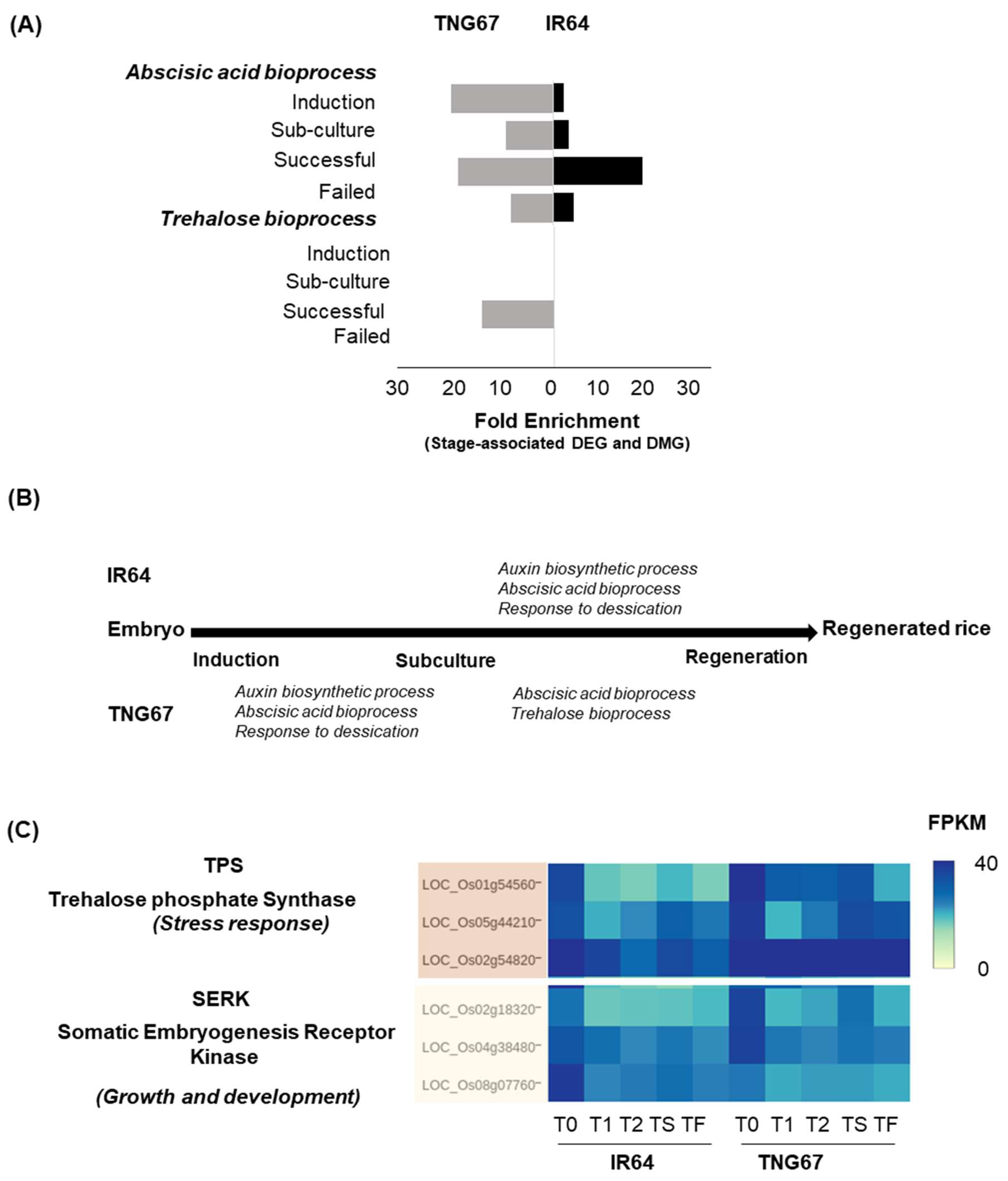 Epigenomes 02 00014 g006 Epigenomes 02 00014 g006