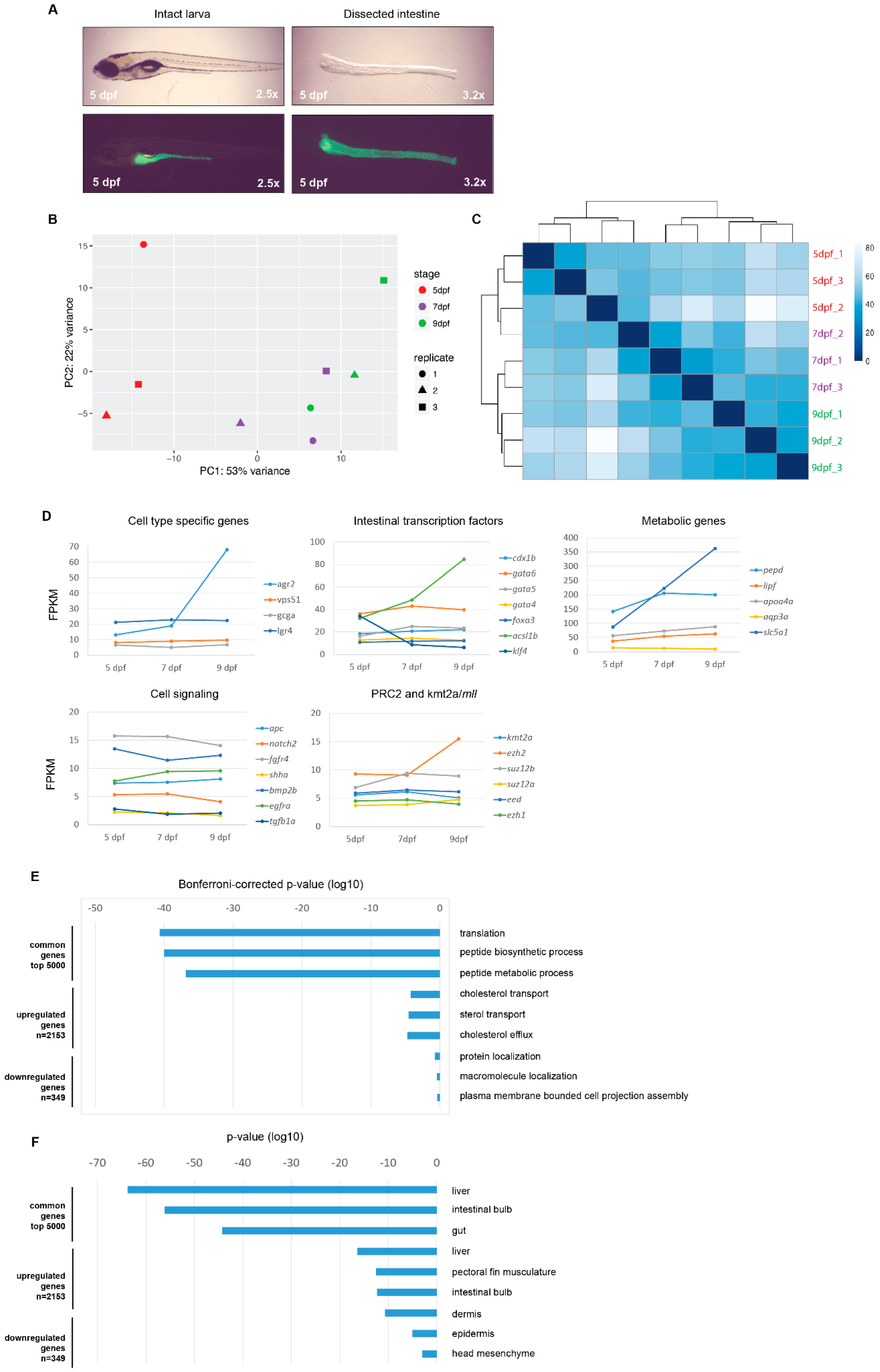 Epigenomes 02 00019 g001