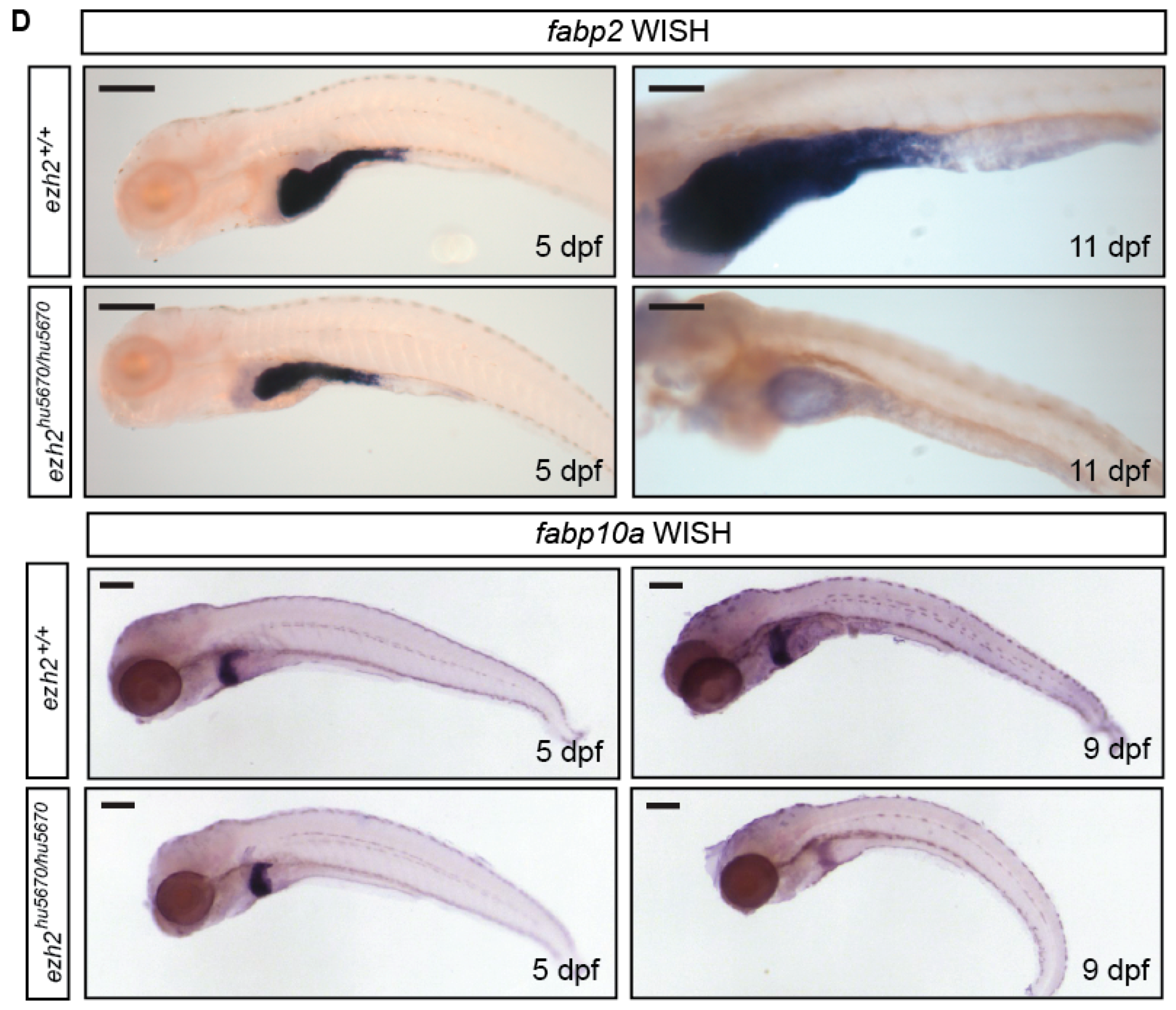 Epigenomes 02 00019 g004b