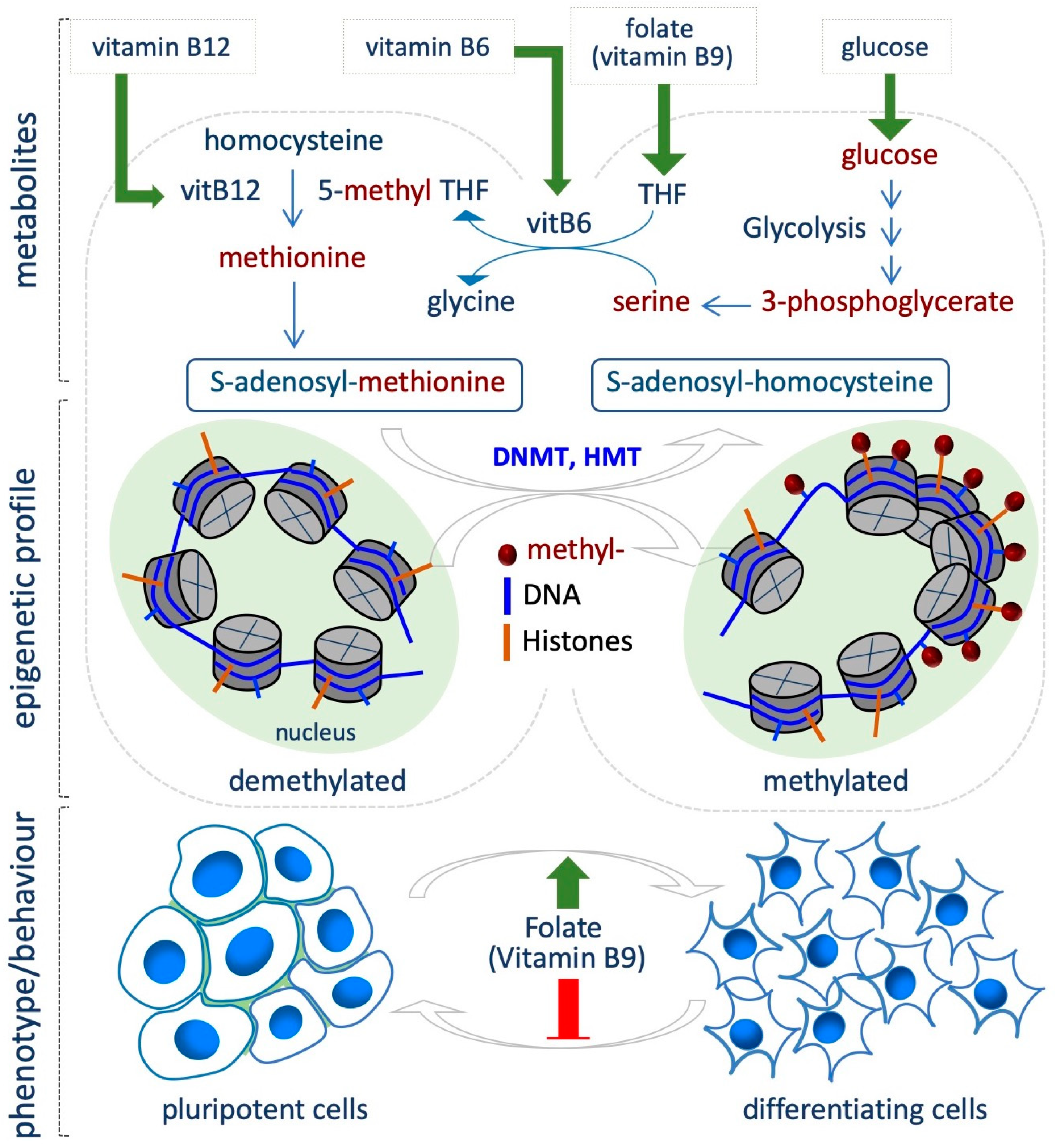 Epigenomes 03 00013 g002