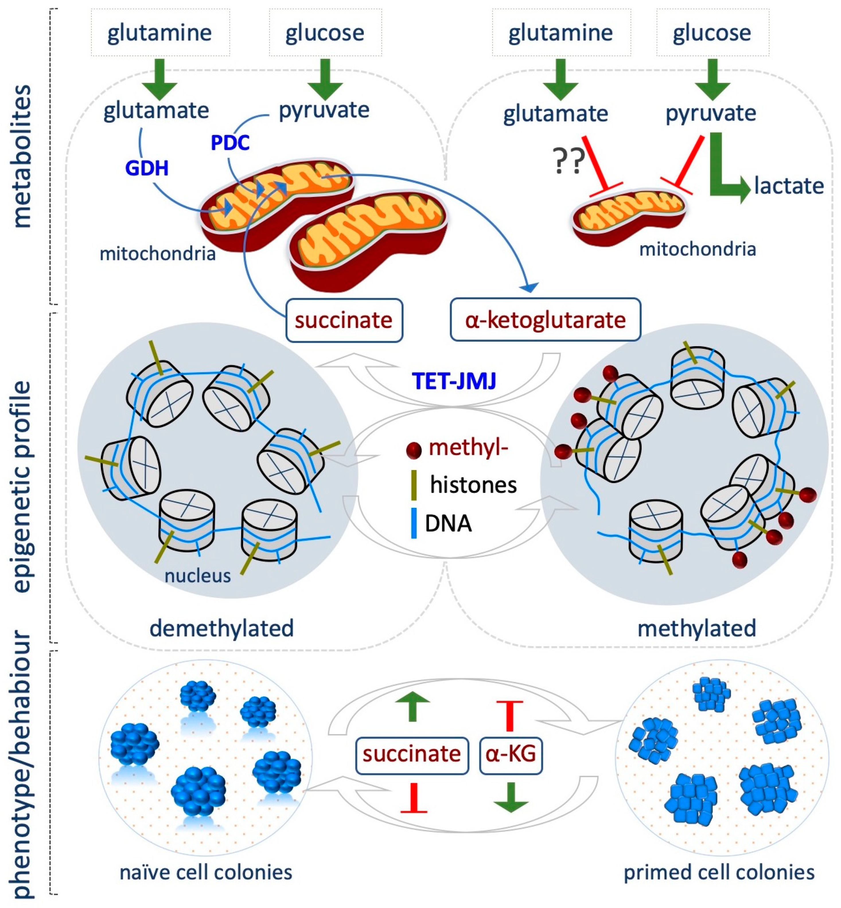 Epigenomes 03 00013 g004
