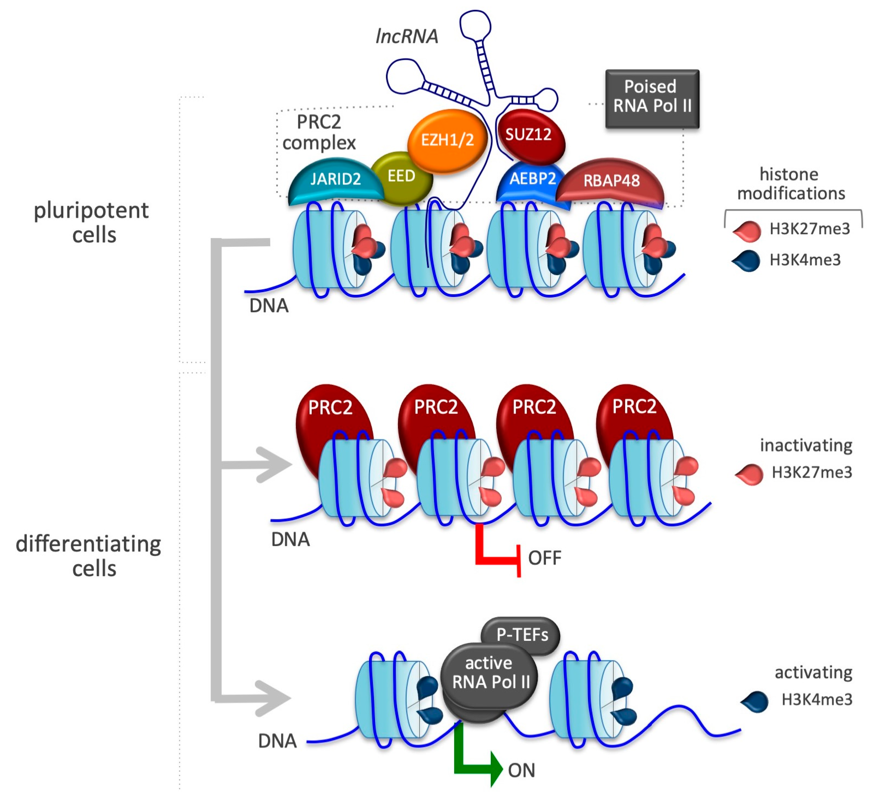 Epigenomes 03 00014 g001