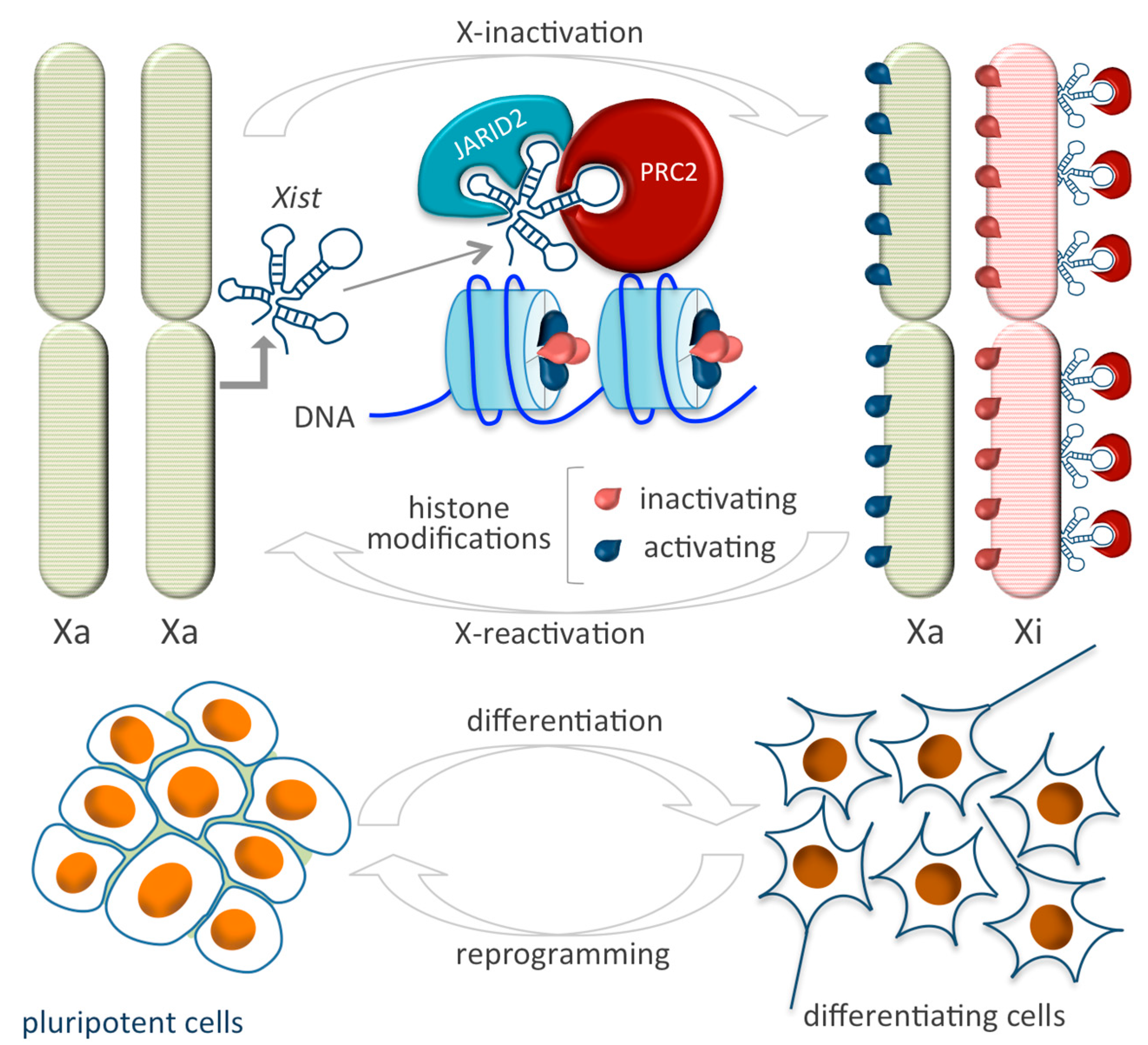 Epigenomes 03 00014 g002