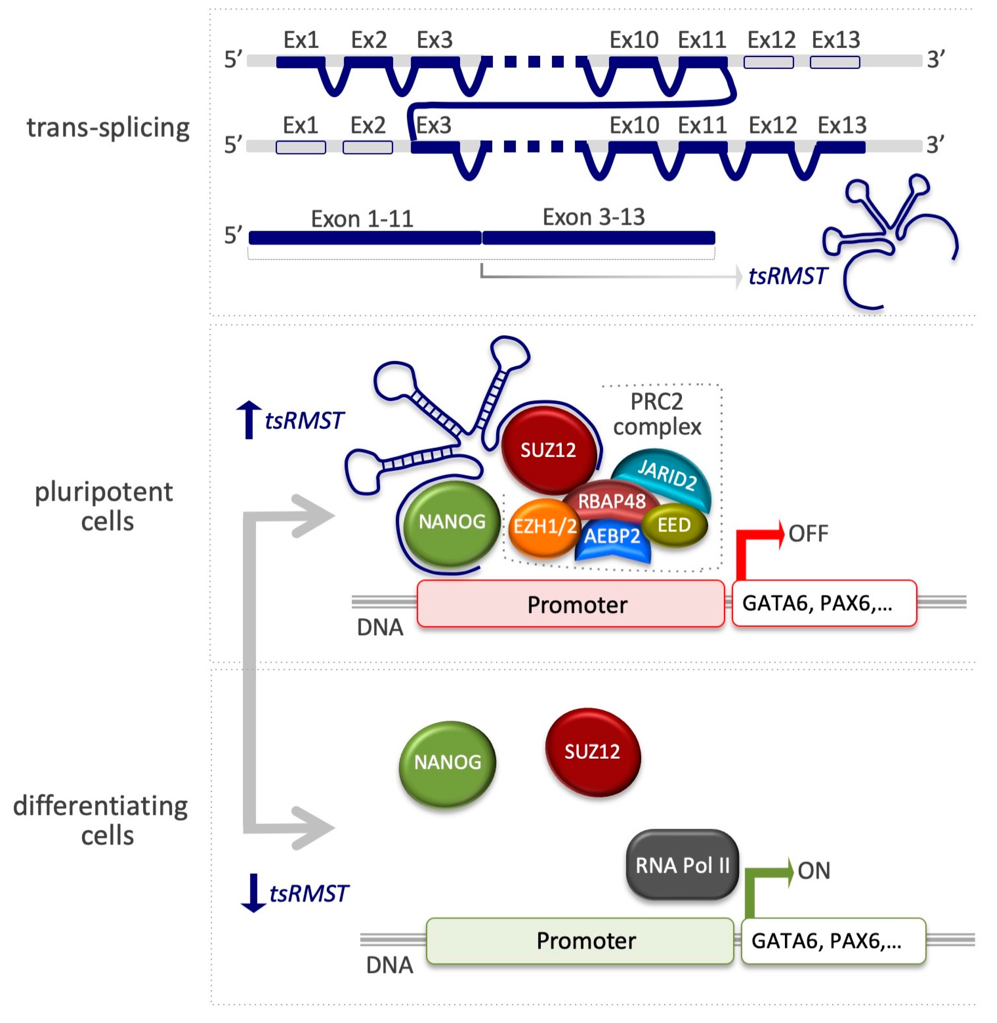 LncRNAs and PRC2: Coupled Partners in Embryonic Stem Cells