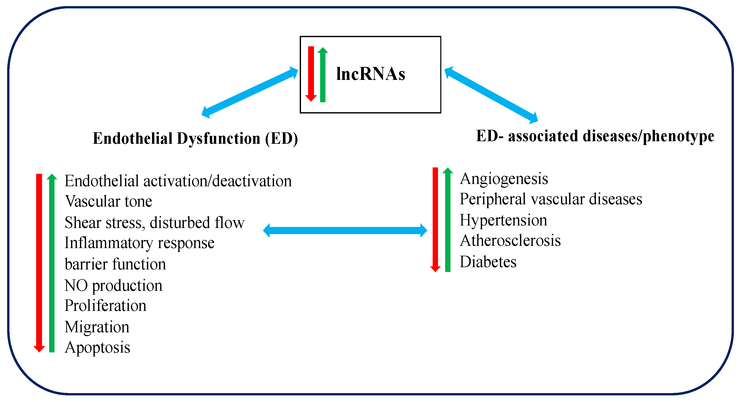 Epigenomes Free Full Text A Brief Overview Of Lncrnas In Endothelial Dysfunction Associated Diseases From Discovery To Characterization Html