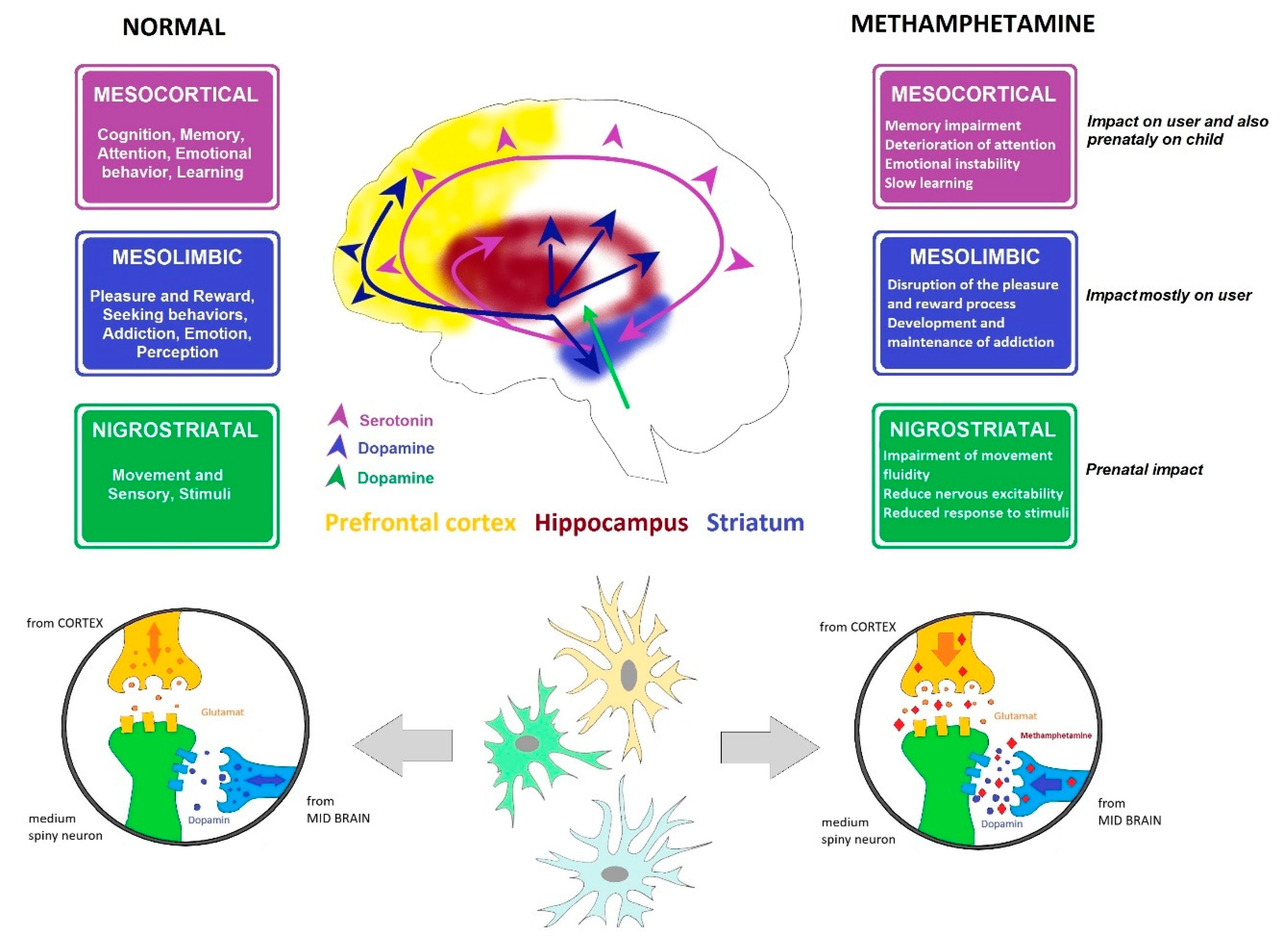 Epigenomes Free Full-Text Influence of Prenatal Methamphetamine Abuse on the Brain