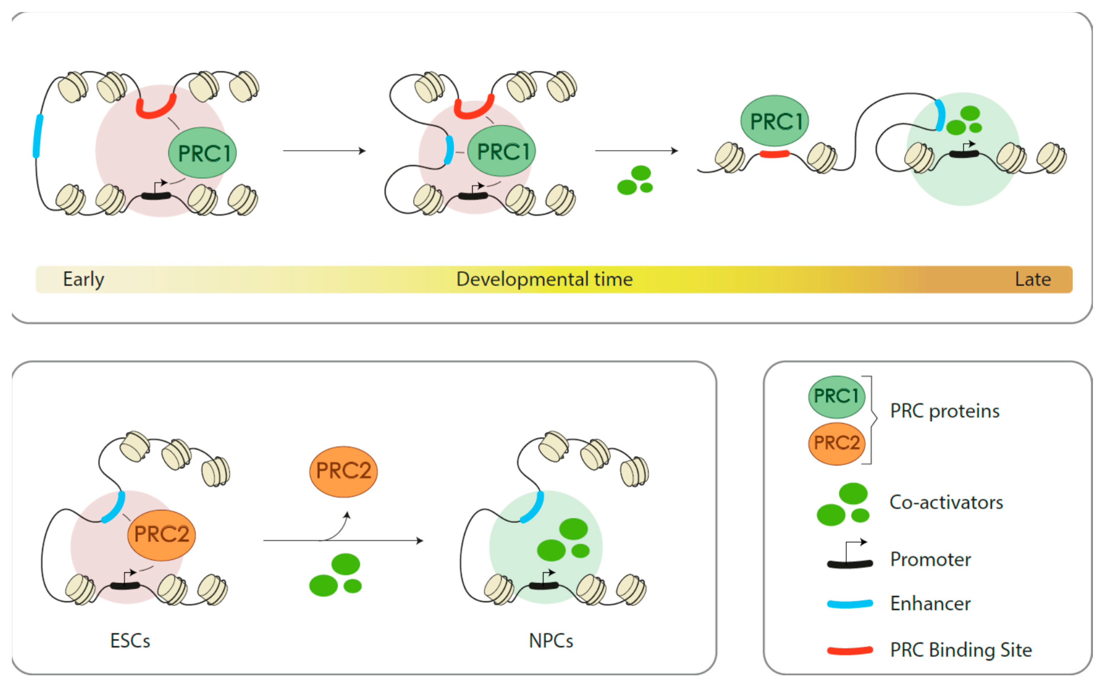 Epigenomes 04 00017 g005