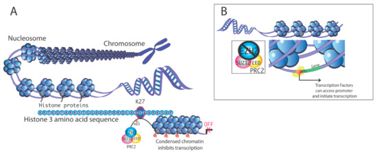Epigenomes Free Full Text The Roles Of The Histone Protein Modifier Ezh2 In The Uterus And Placenta Html