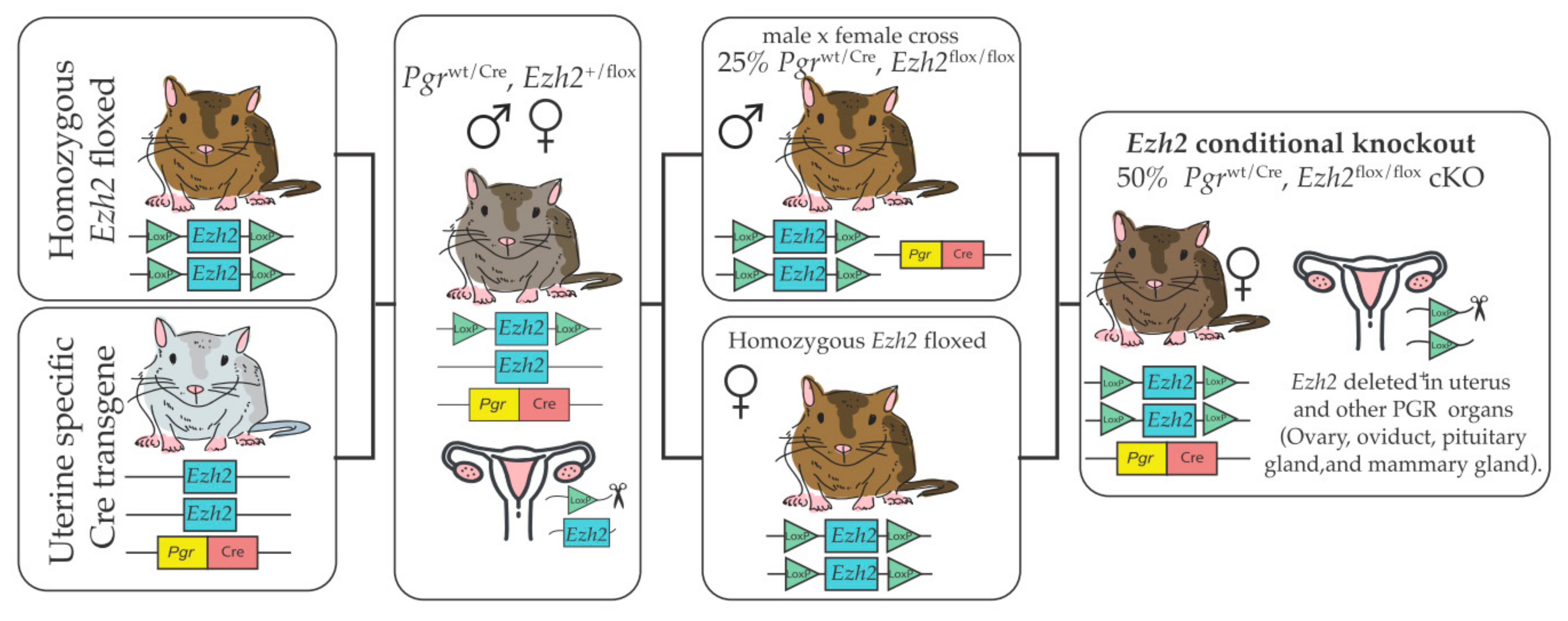 Epigenomes 04 00020 g002 Epigenomes 04 00020 g002