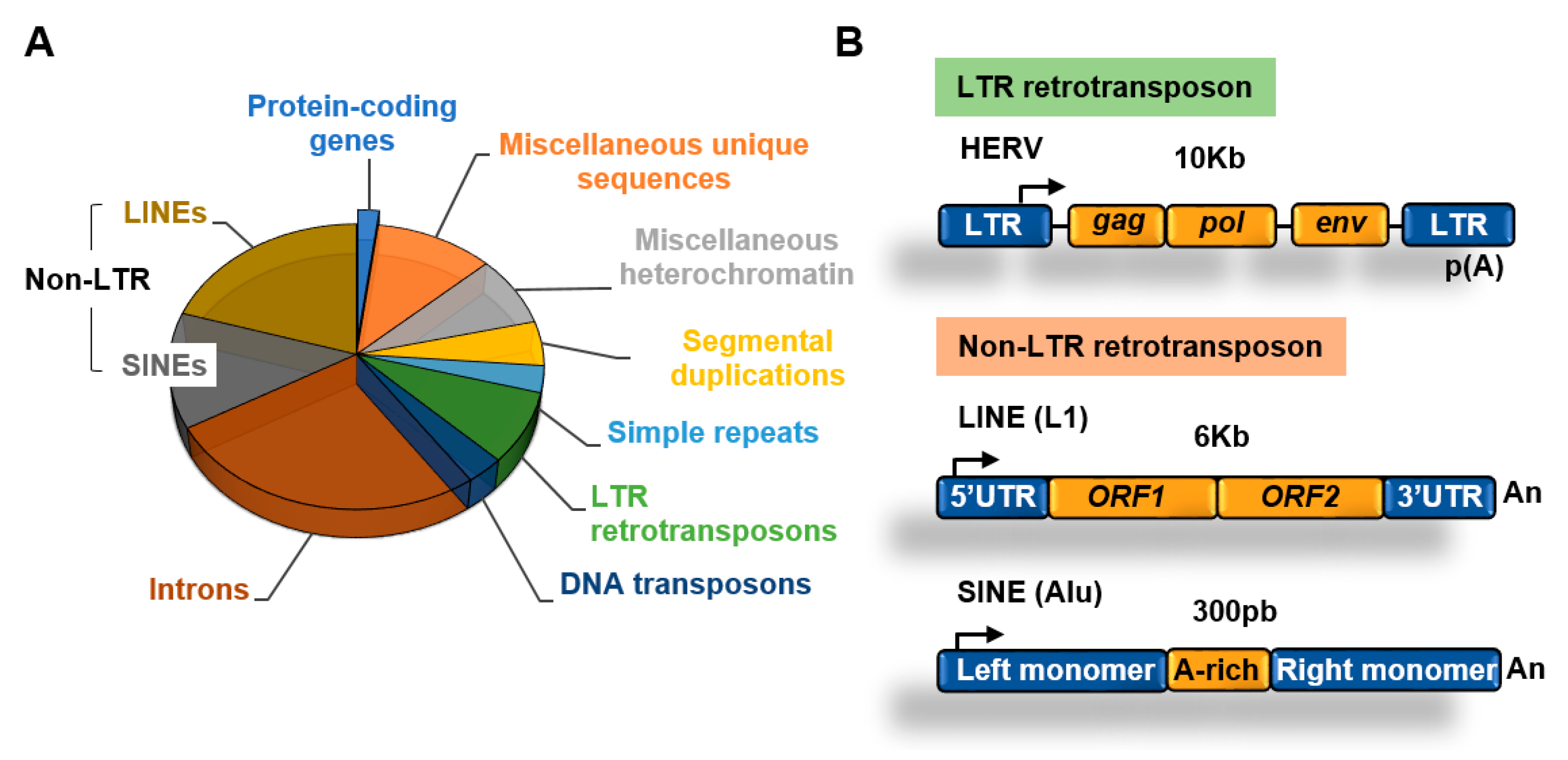 Epigenomes 04 00022 g002