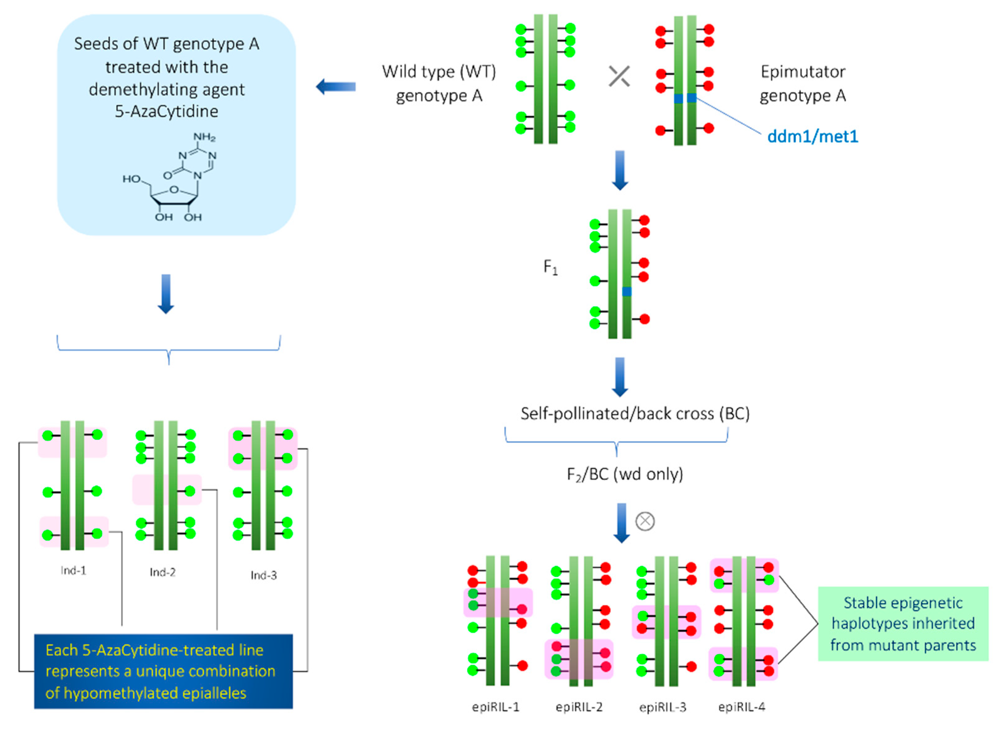 Epigenomes 04 00025 g001