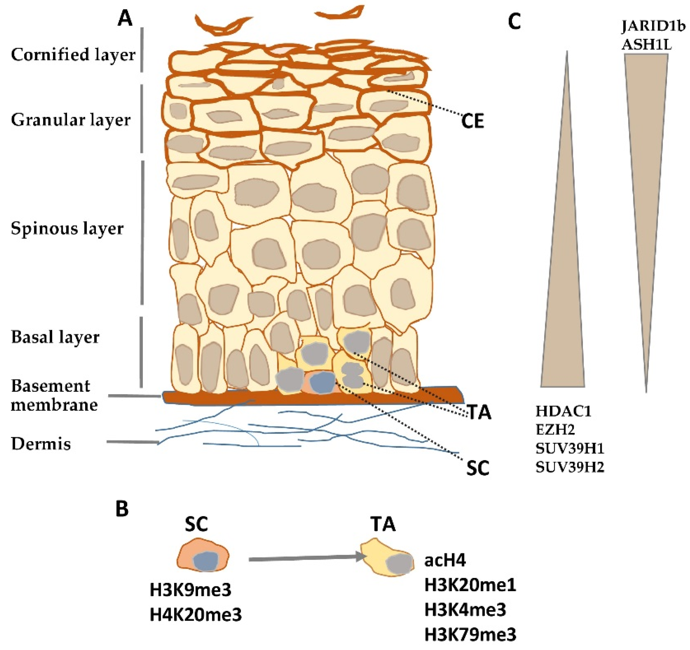 Epigenomes 05 00001 g001 Epigenomes 05 00001 g001