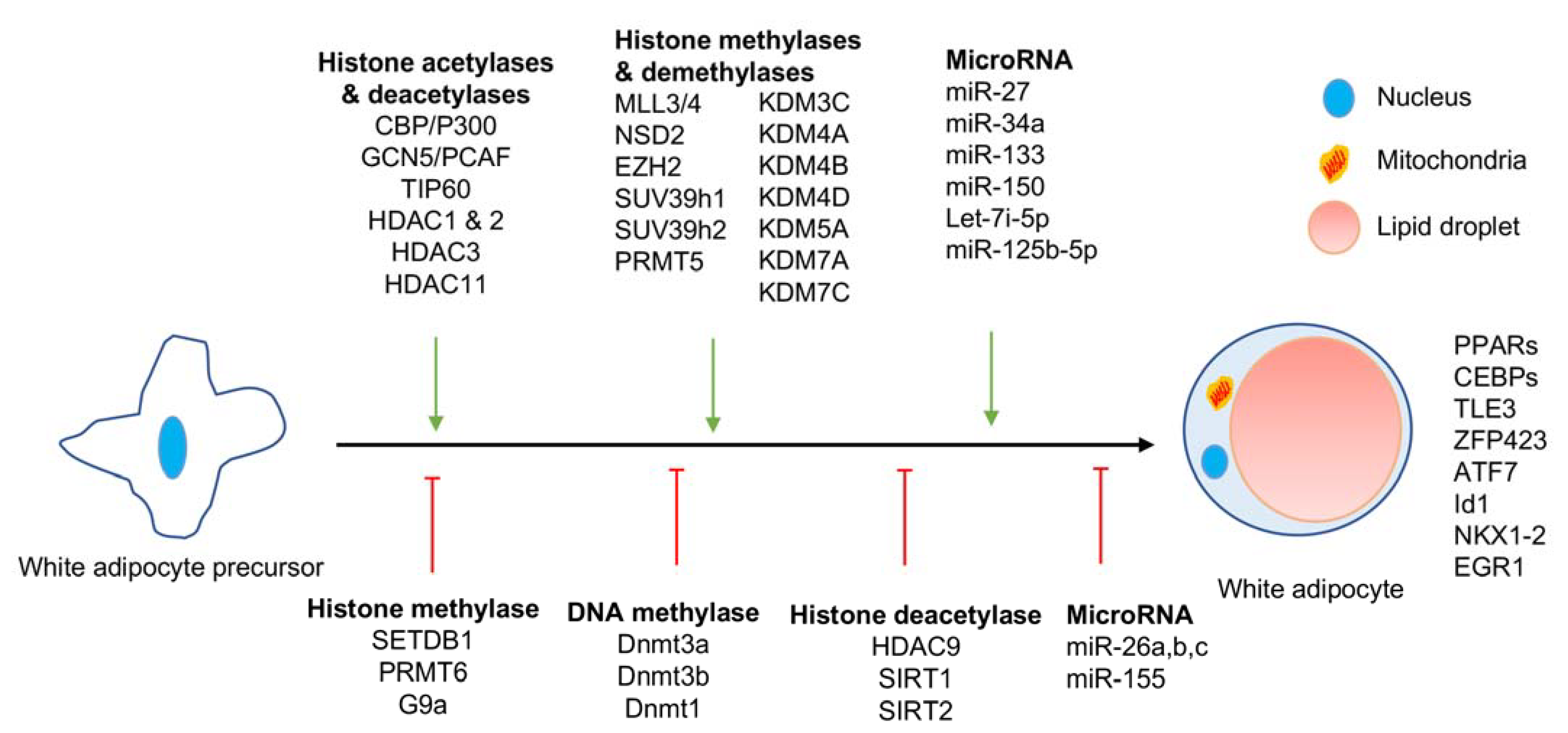 Epigenomes 05 00003 g001 Epigenomes 05 00003 g001