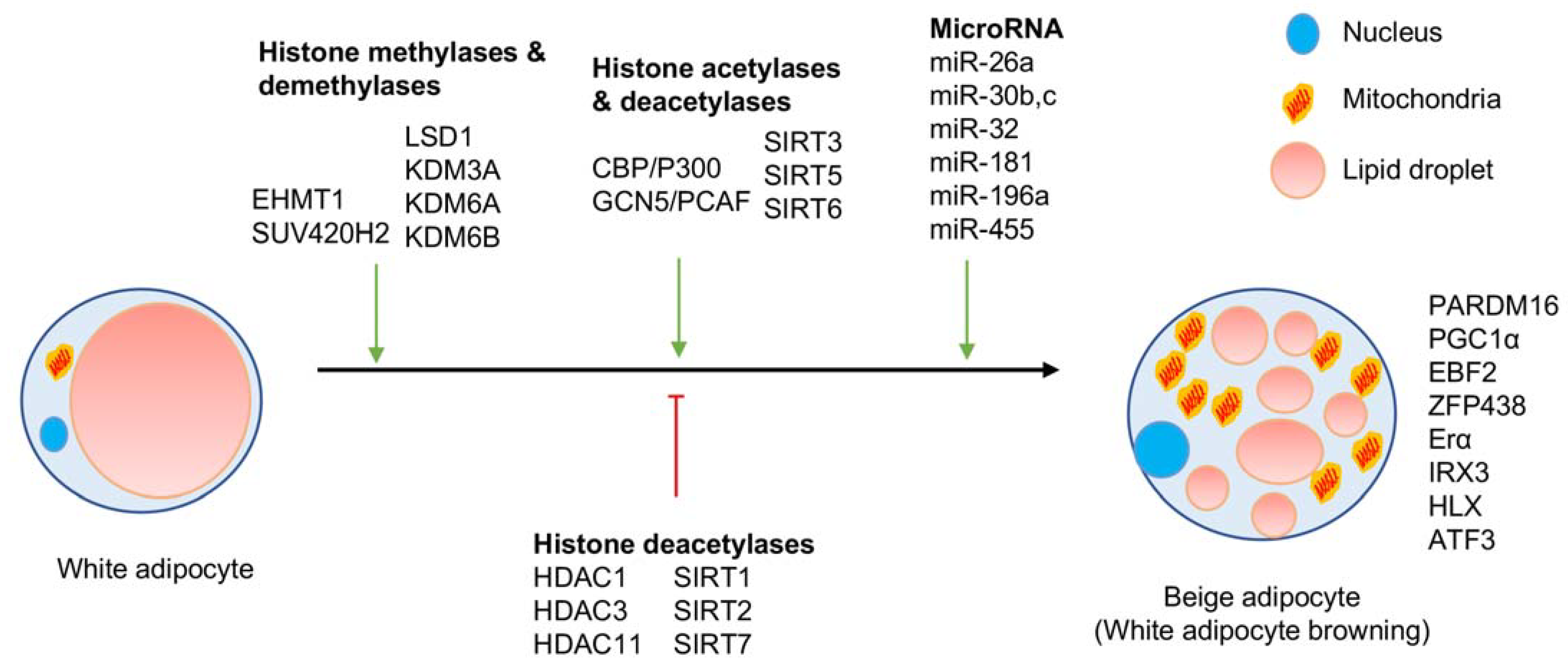 Epigenomes 05 00003 g002 Epigenomes 05 00003 g002