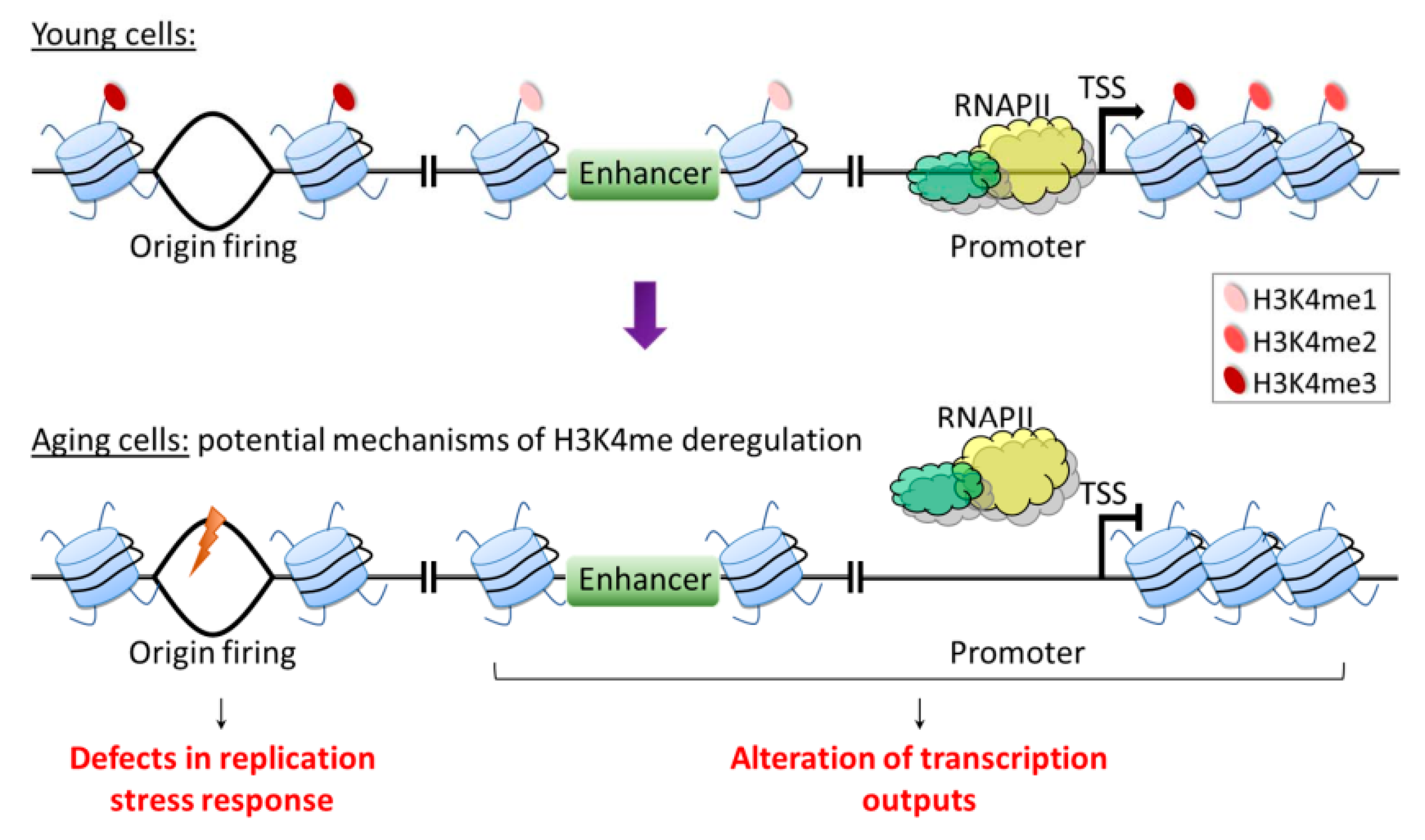Epigenomes 05 00014 g004