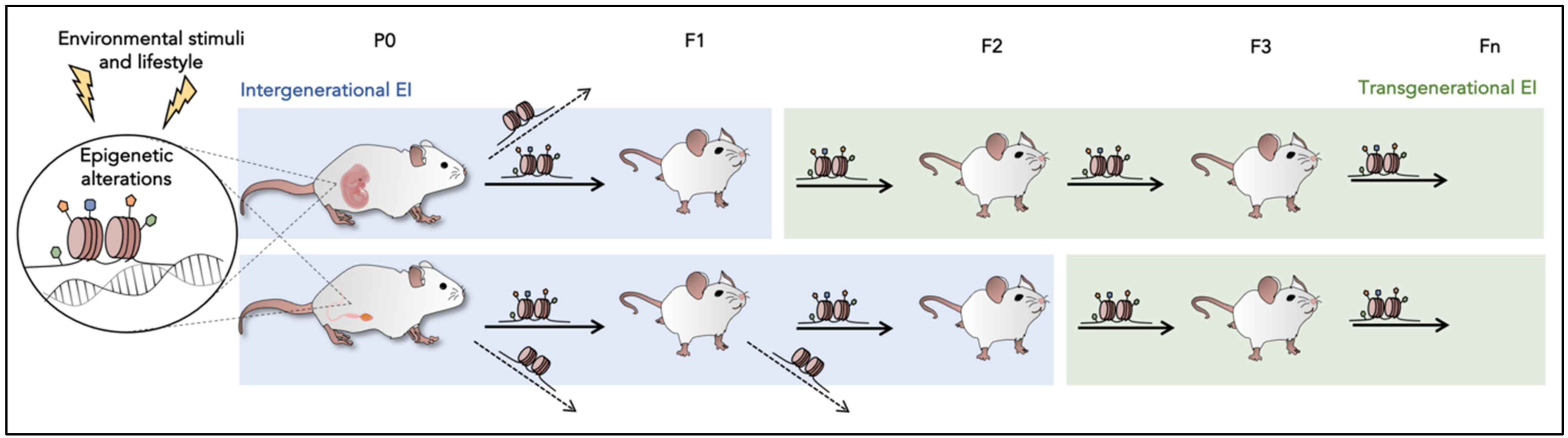 Epigenomes 05 00015 g002 Epigenomes 05 00015 g002