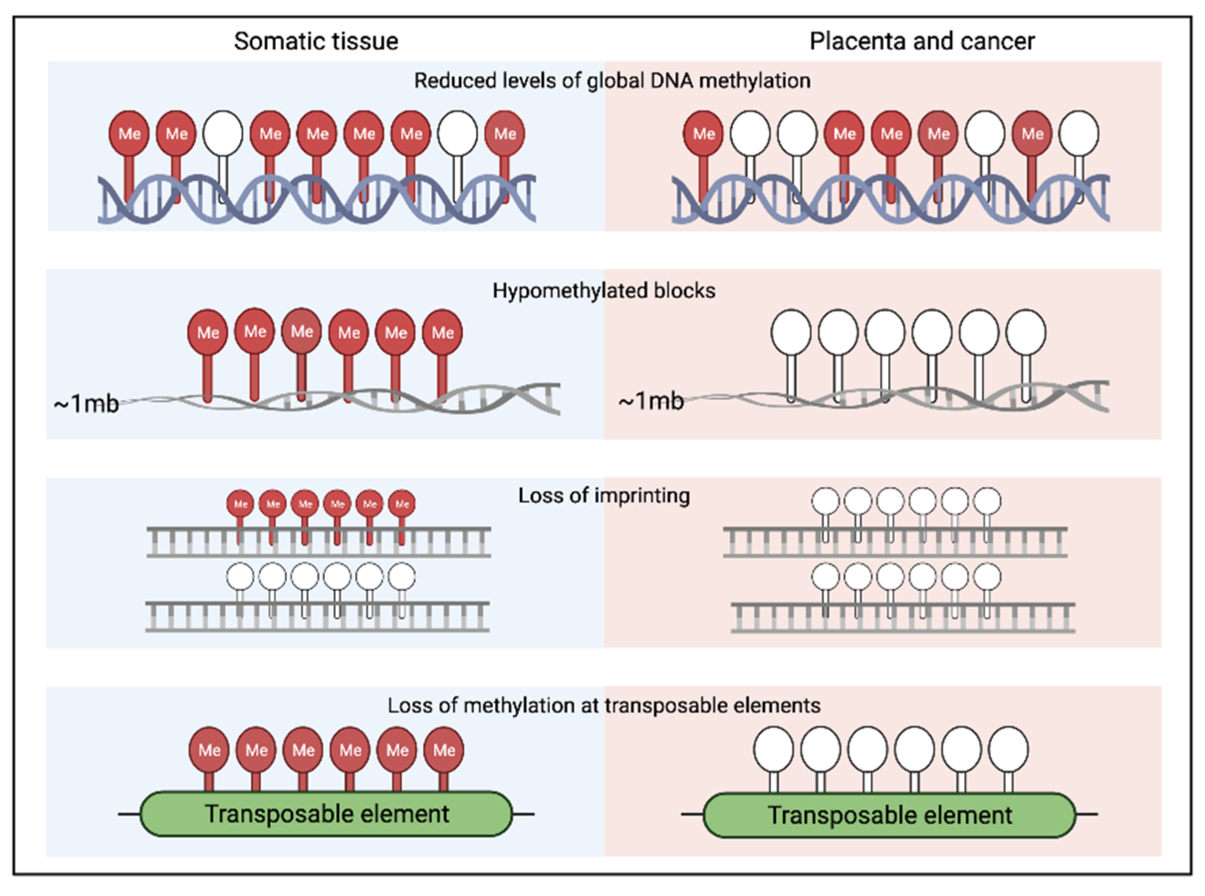 Epigenomes 05 00016 g004