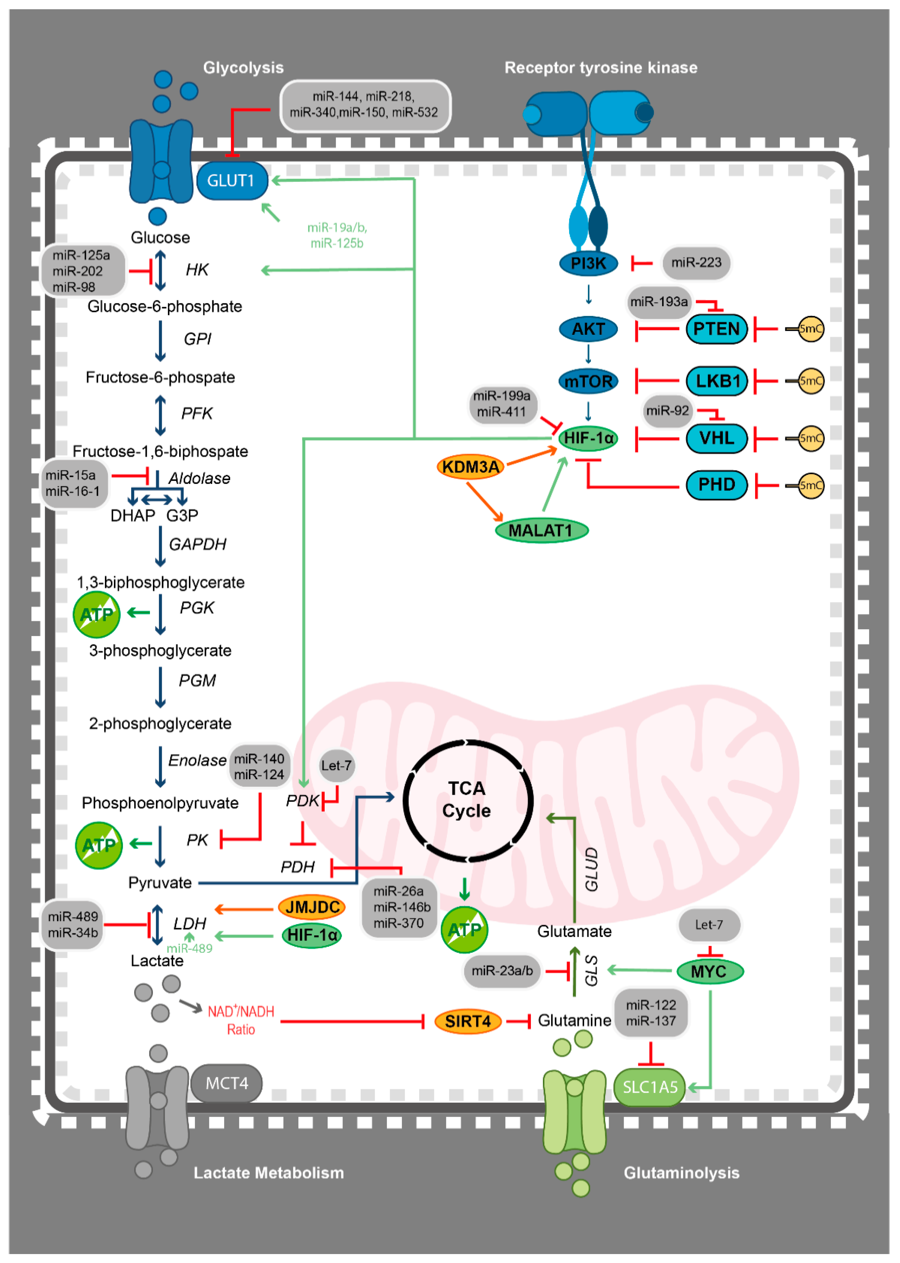 Epigenomes 05 00022 g002