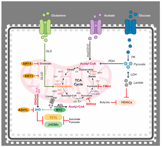 One Omics Approach Does Not Rule Them All: The Metabolome