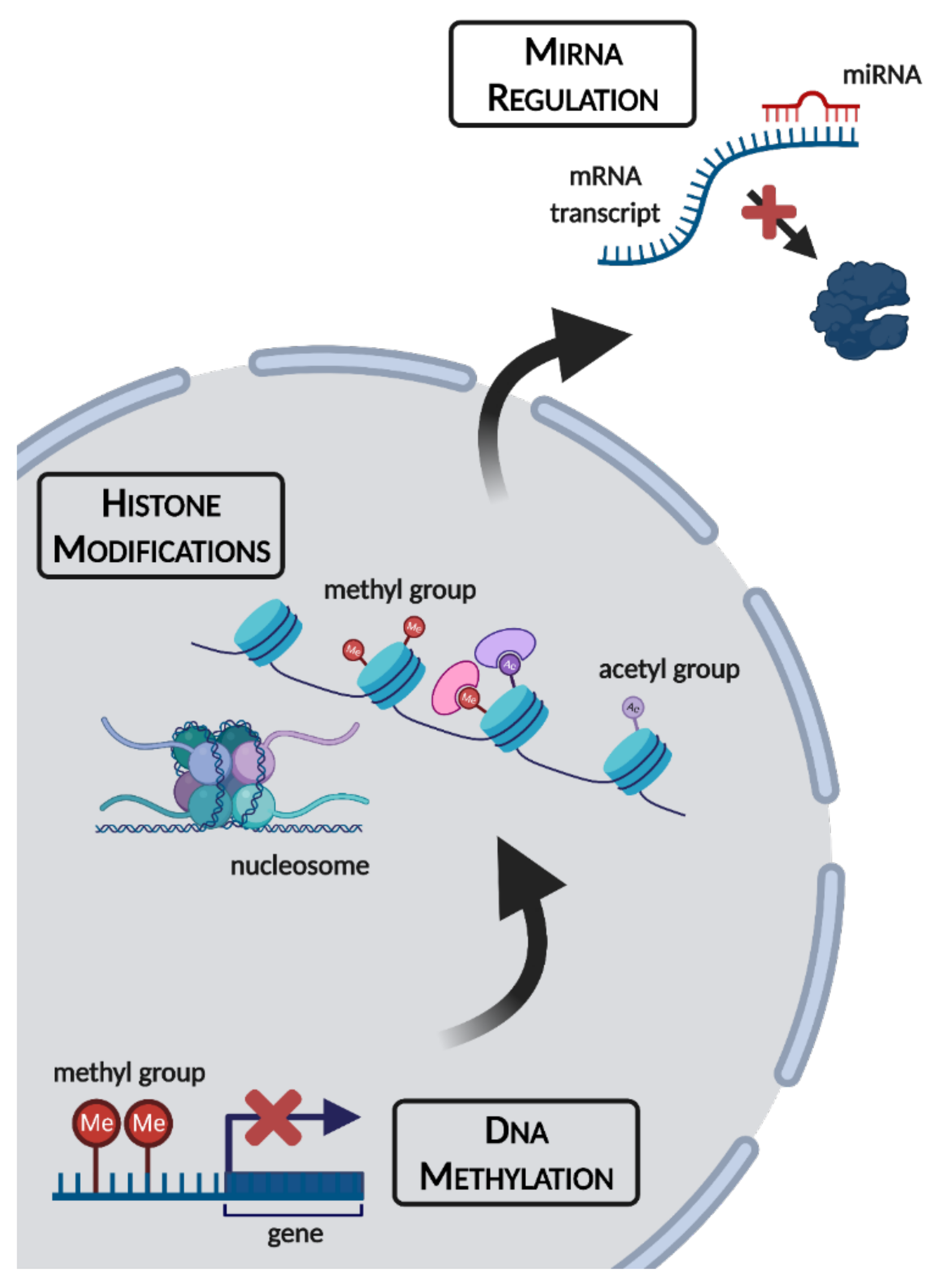 Epigenomes 05 00028 g001