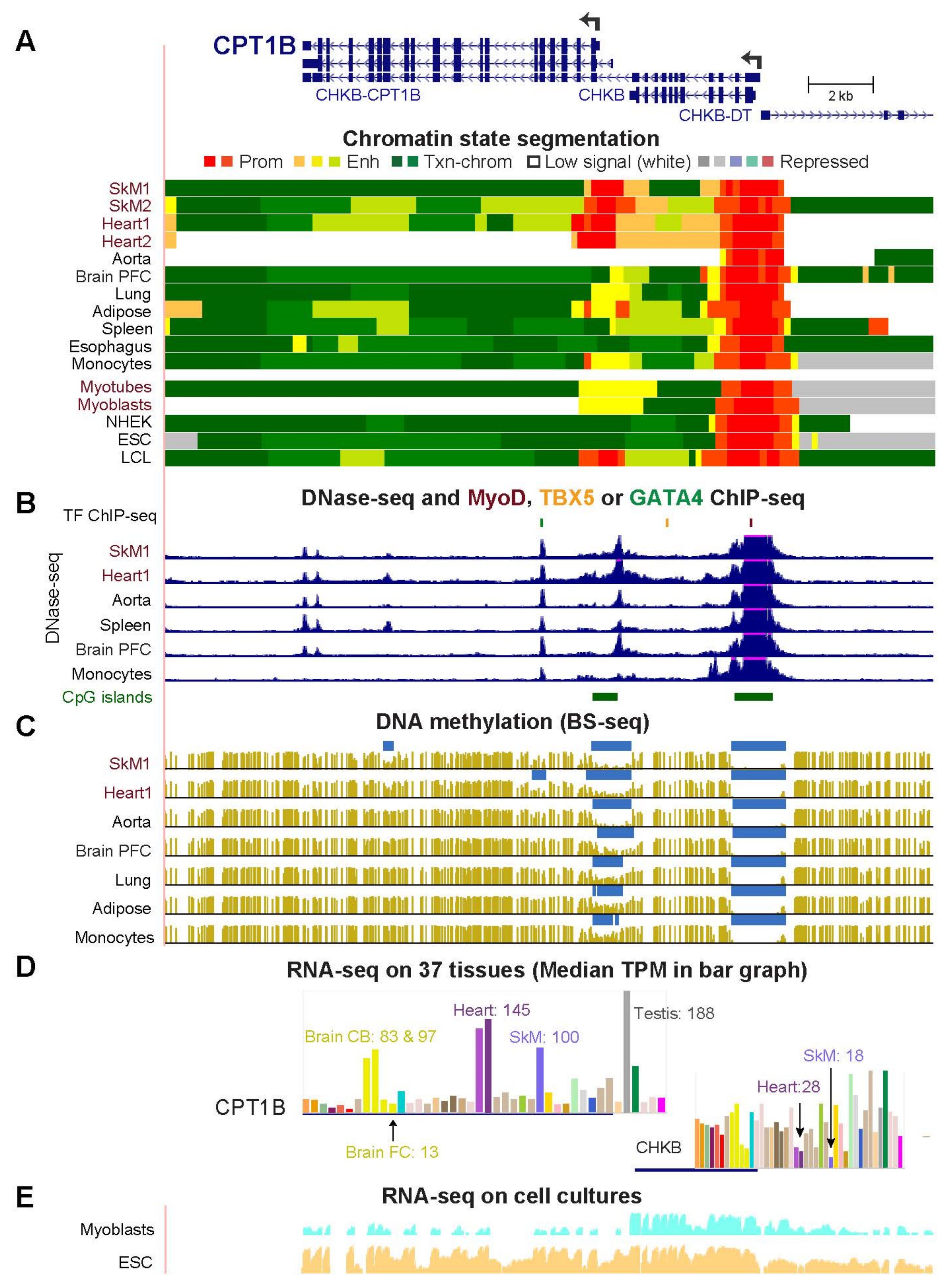 Epigenomes 06 00001 g004
