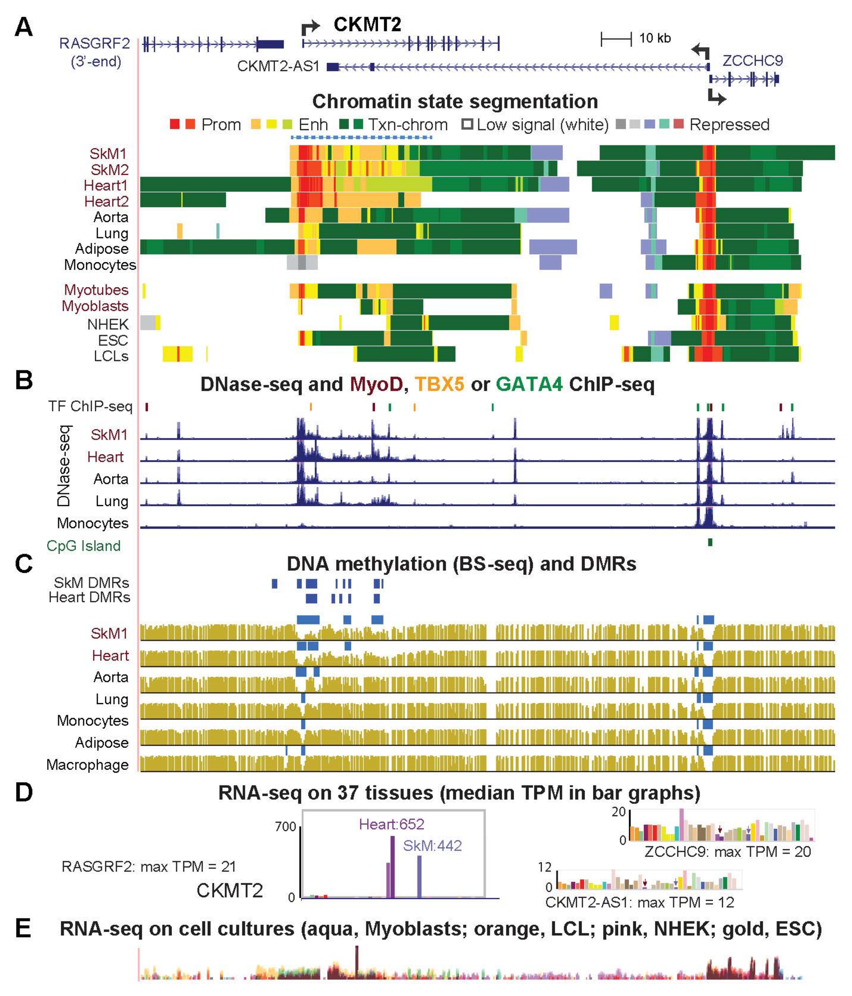 Epigenomes 06 00001 g005