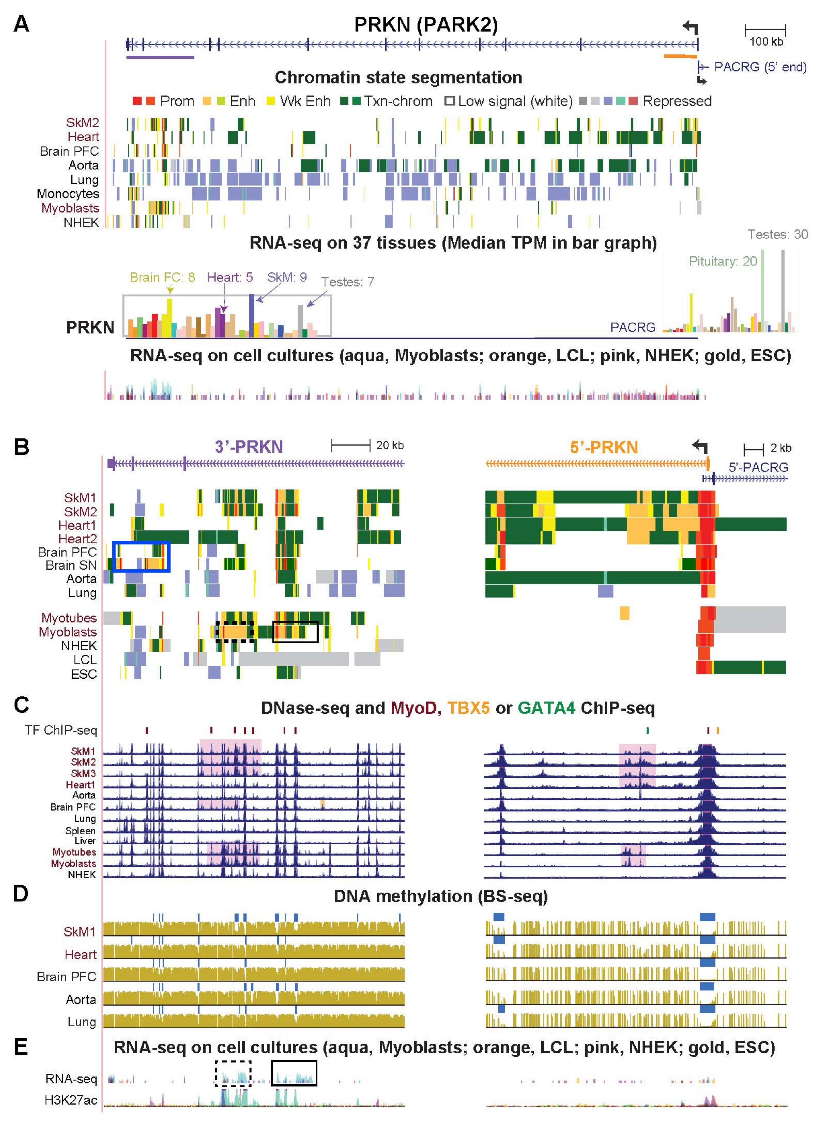 Epigenomes 06 00001 g006