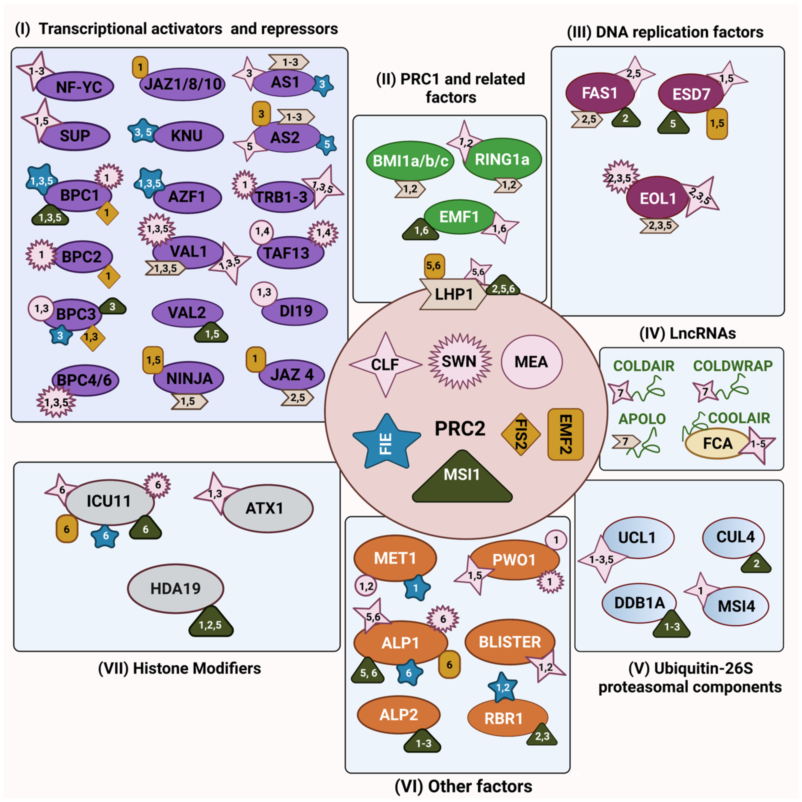 Plant Polycomb Repressive Complex 2 and photo