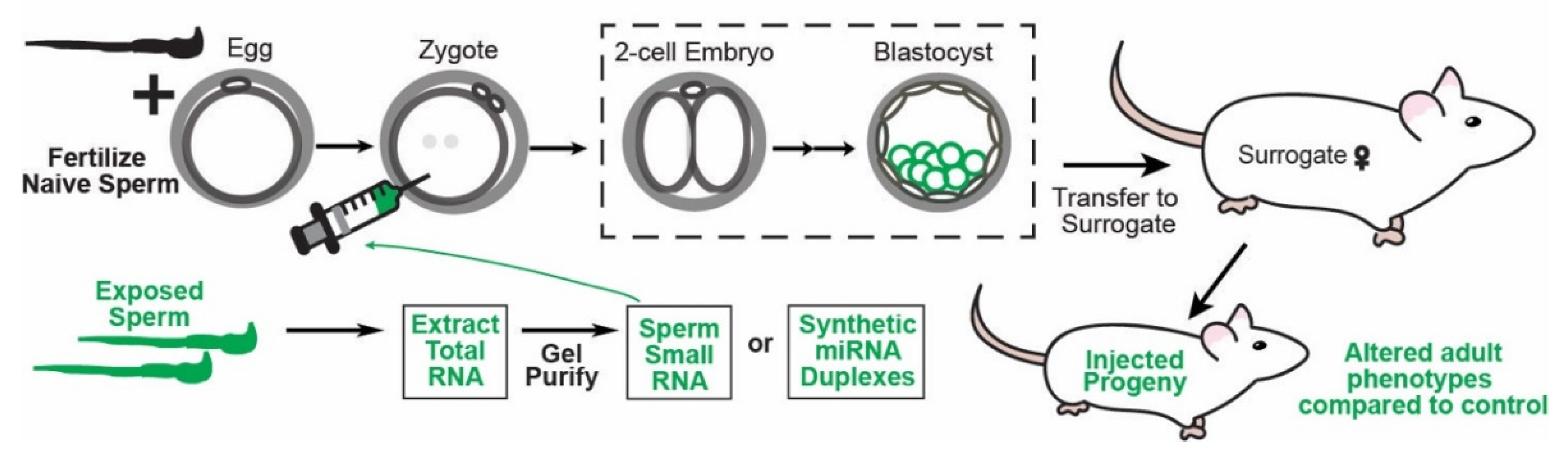 Epigenomes 06 00012 g002