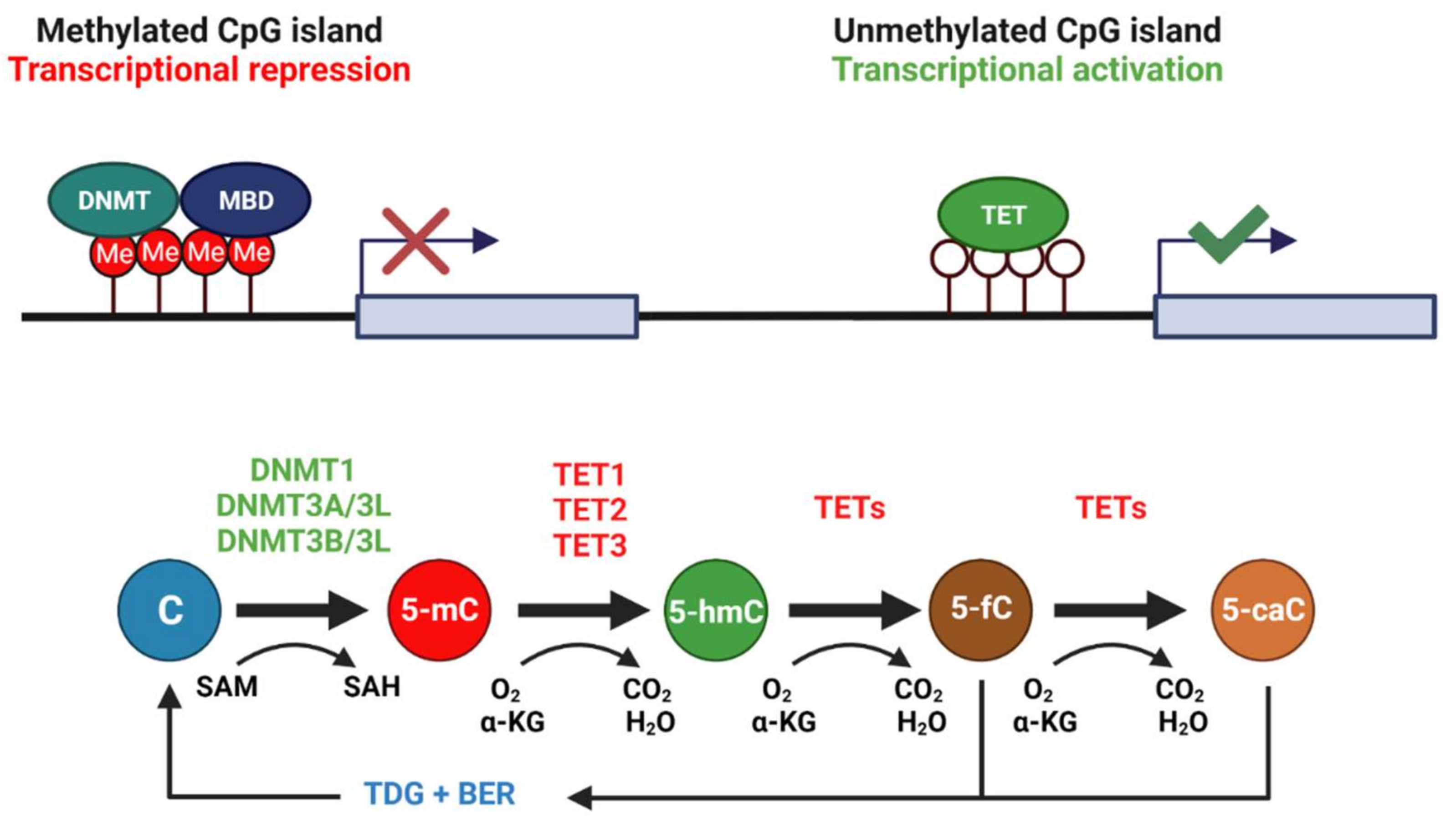 Single-cell DNA methylation sequencing by combinatorial