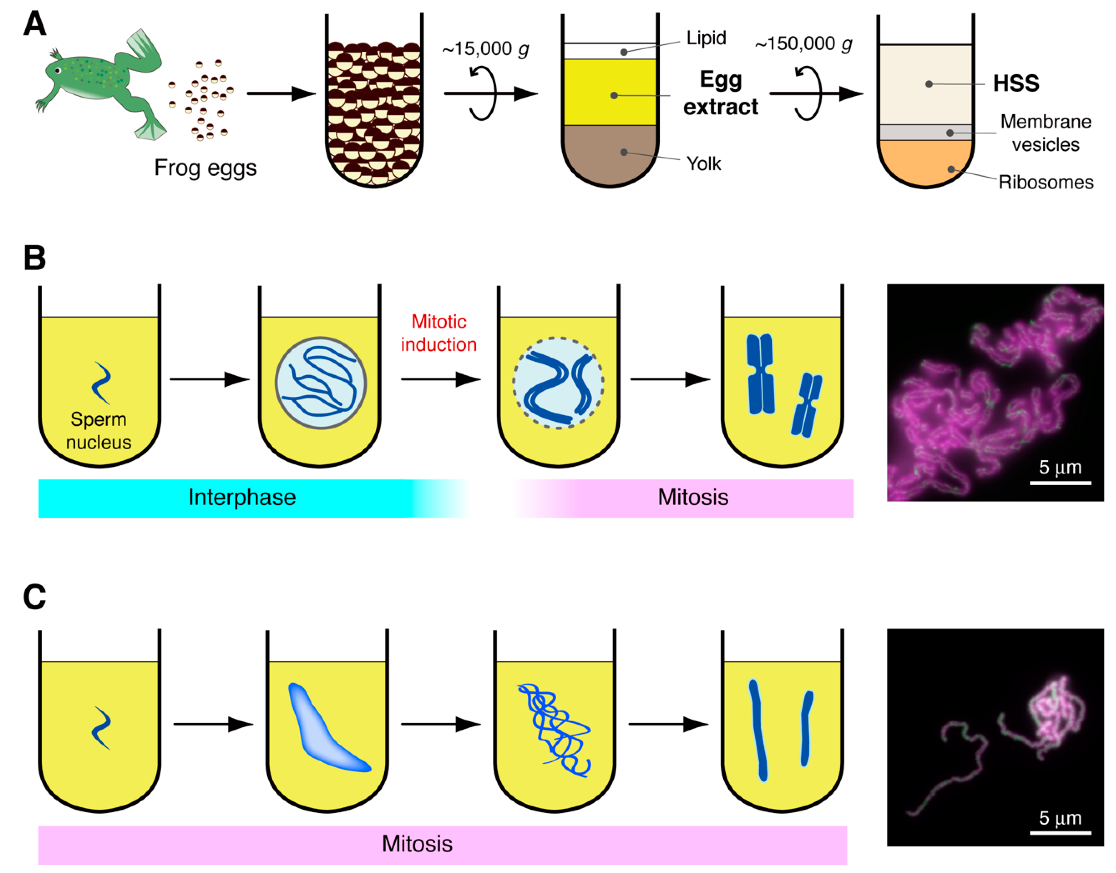 Epigenomes 06 00020 g001 Epigenomes 06 00020 g001