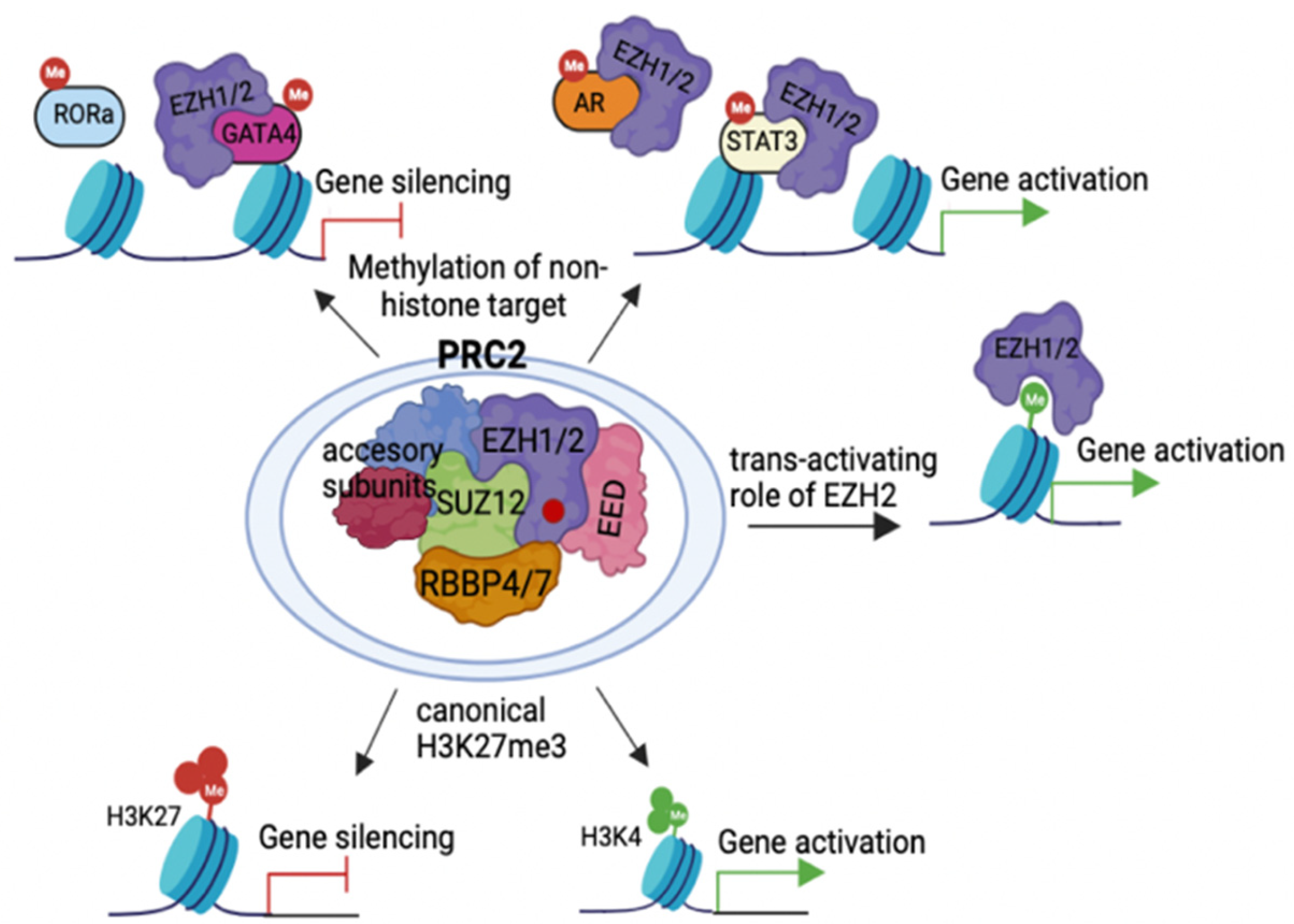 Epigenomes Free Full-Text Polycomb Directed Cell Fate Decisions in Development and Cancer pic