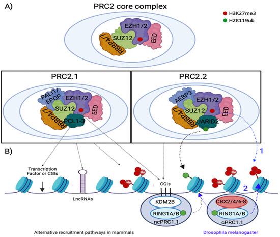 Epigenomes | Free Full-Text | Polycomb Directed Cell Fate Decisions in ...