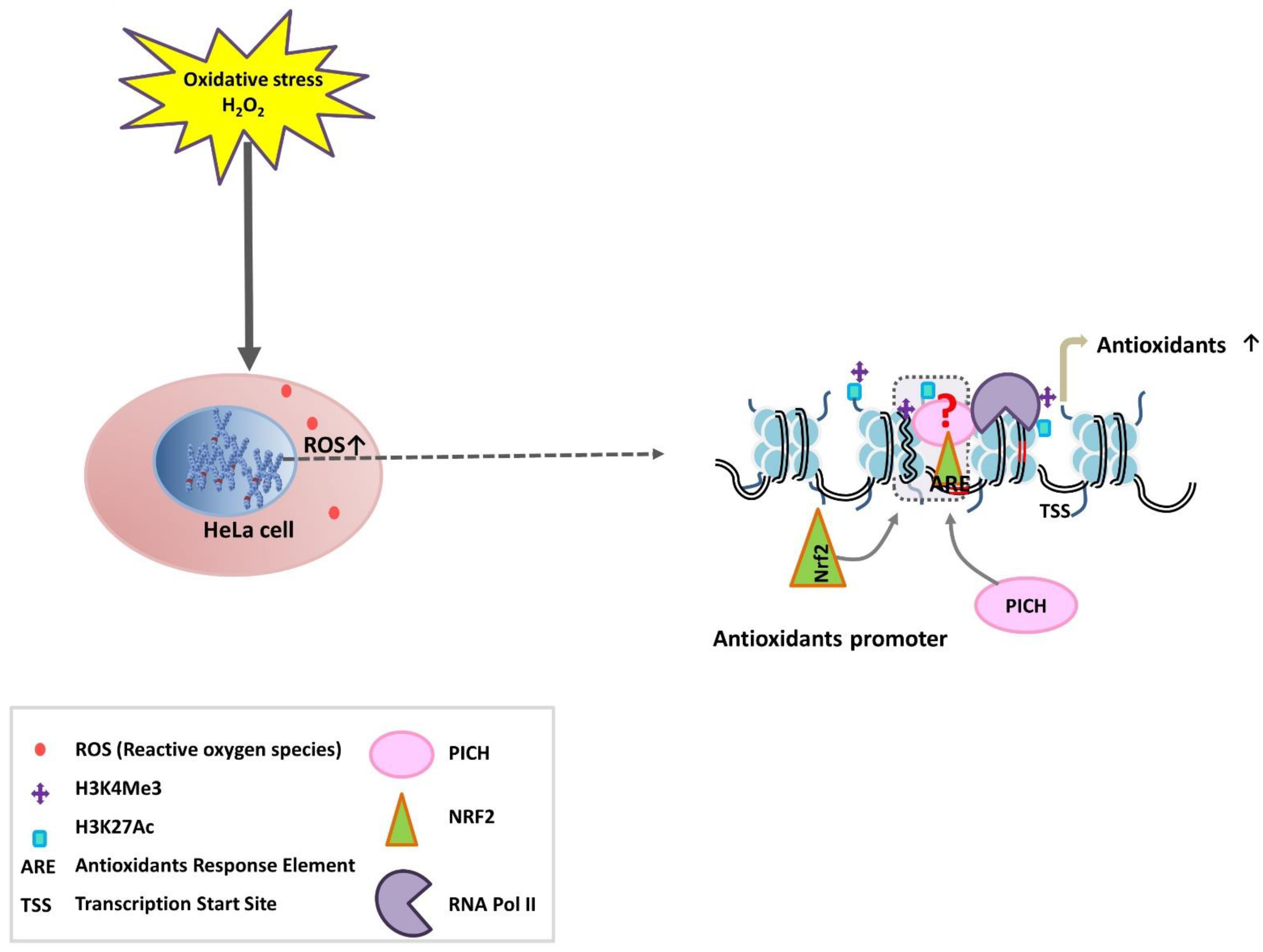 Epigenomes 06 00036 g007