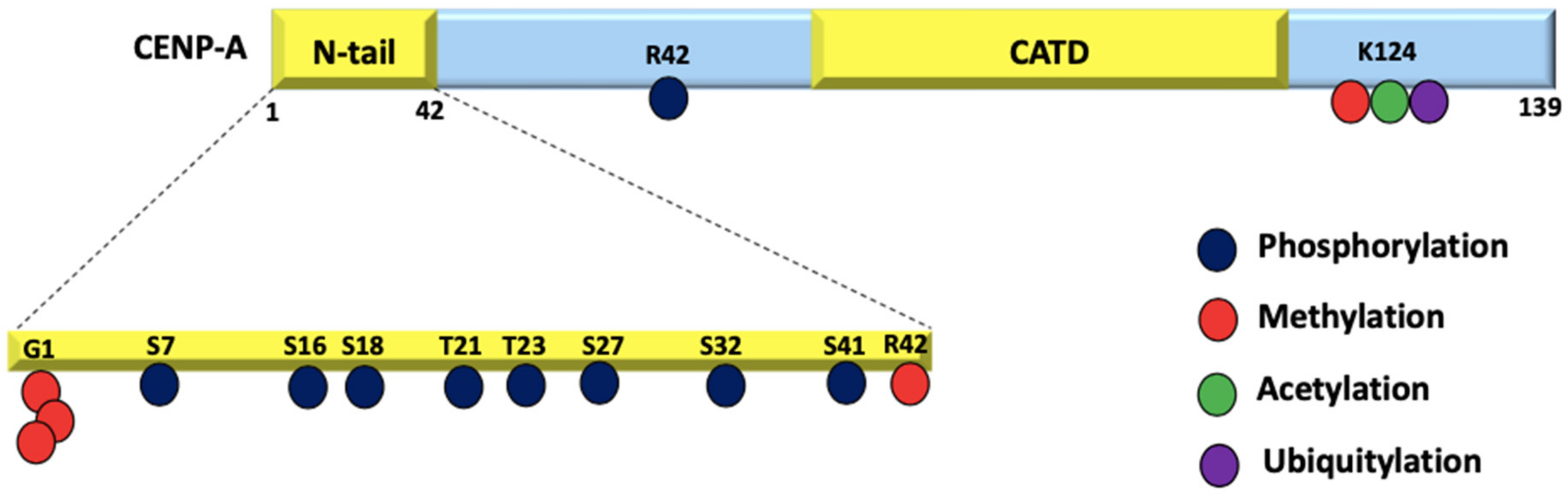 Epigenomes 06 00039 g003