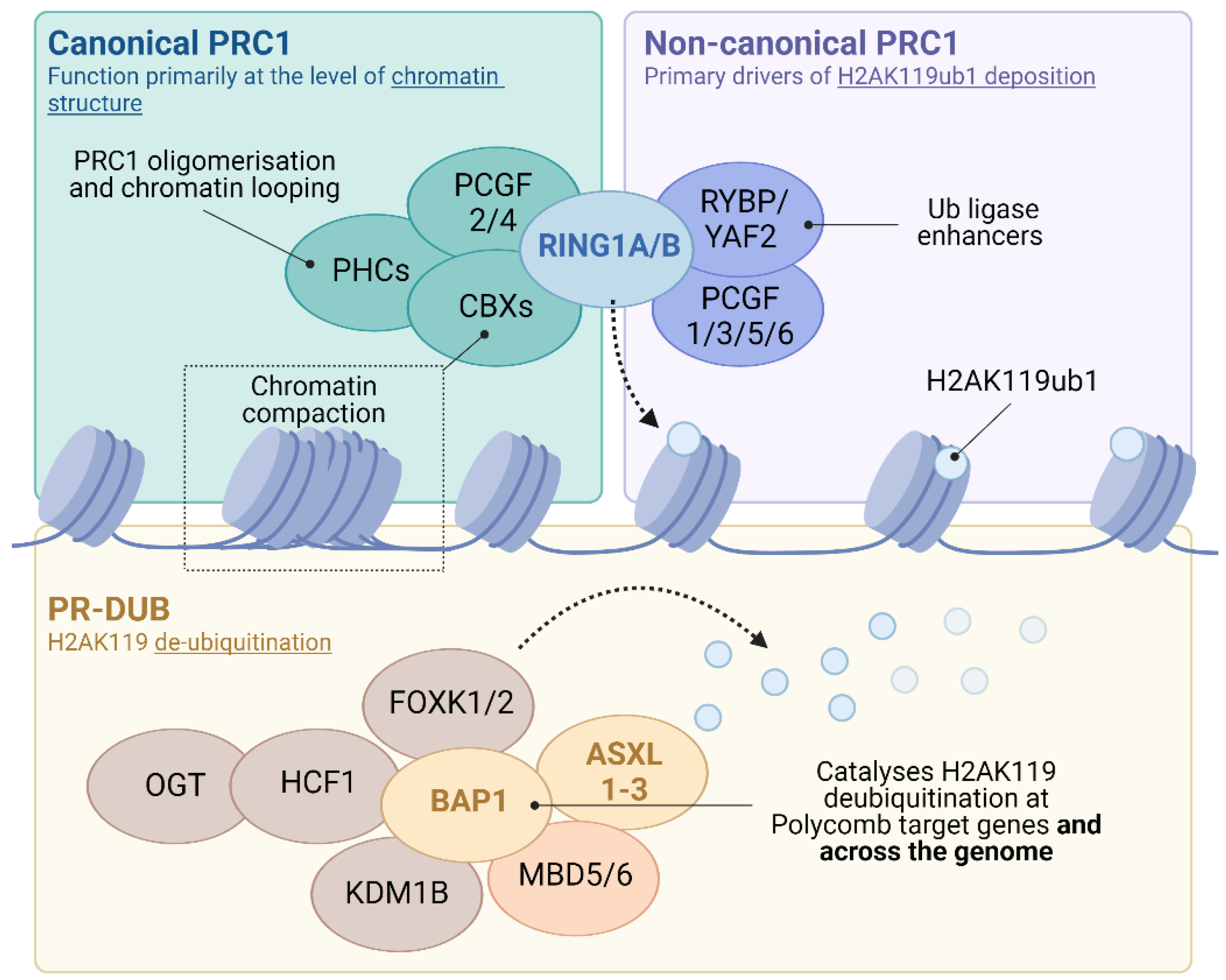 NRF1 Association with AUTS2-Polycomb Mediates Specific Gene Activation in  the Brain