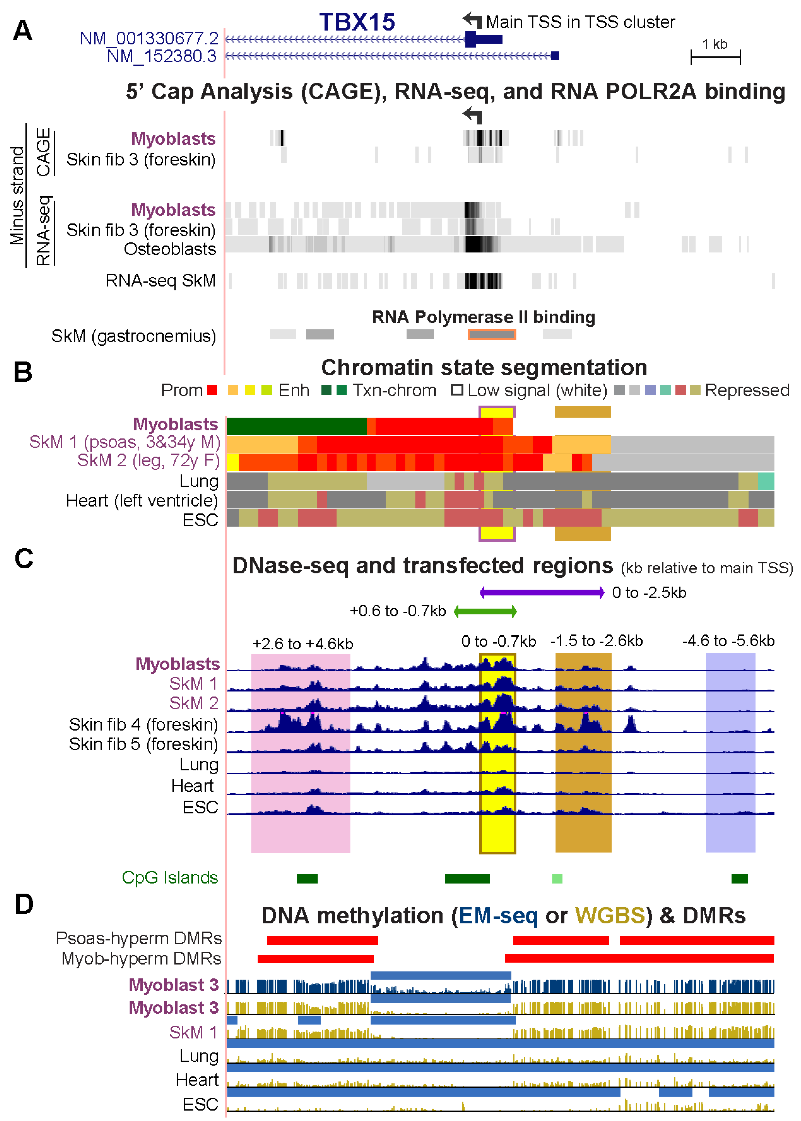 Epigenomes 06 00043 g002
