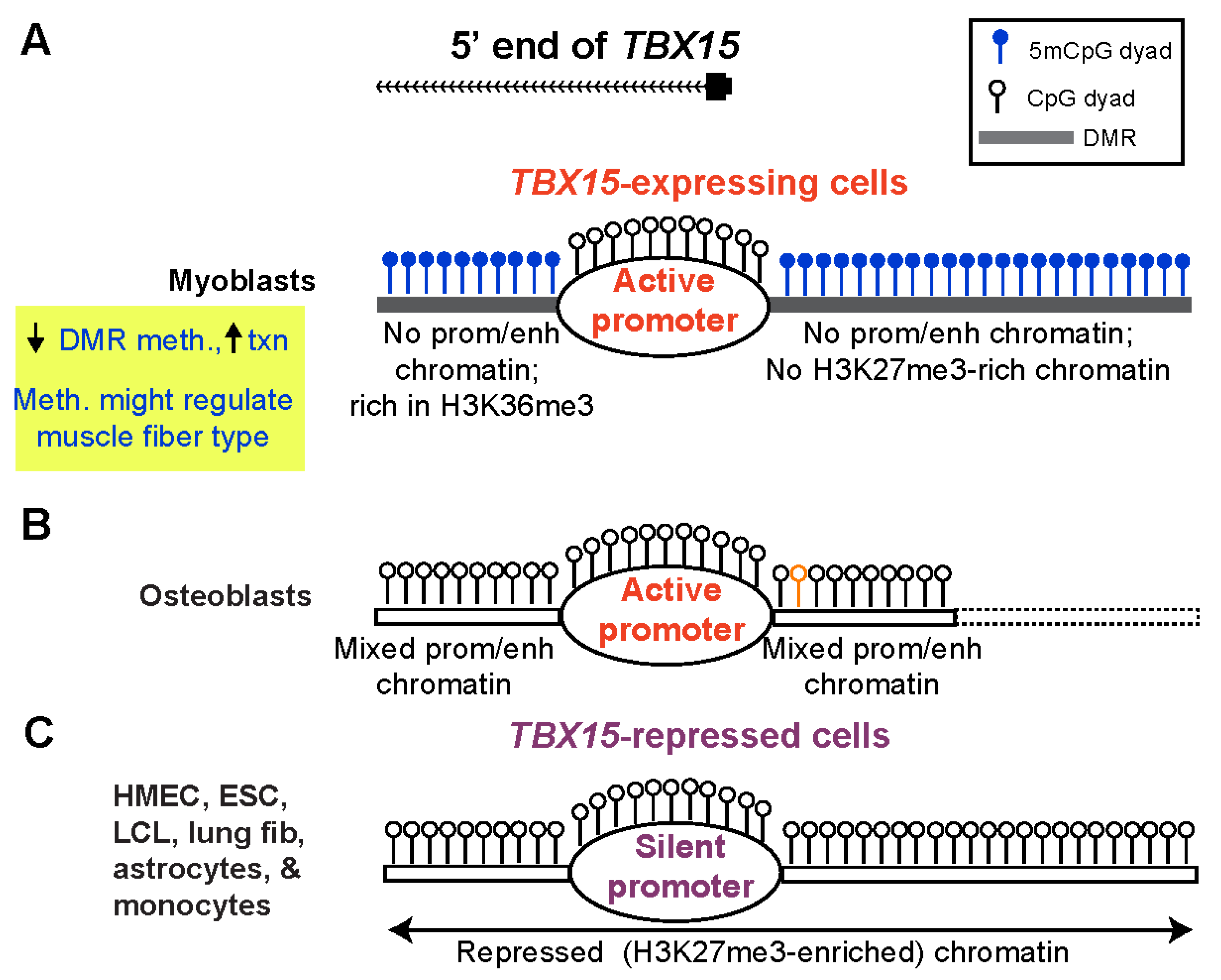 Epigenomes 06 00043 g007