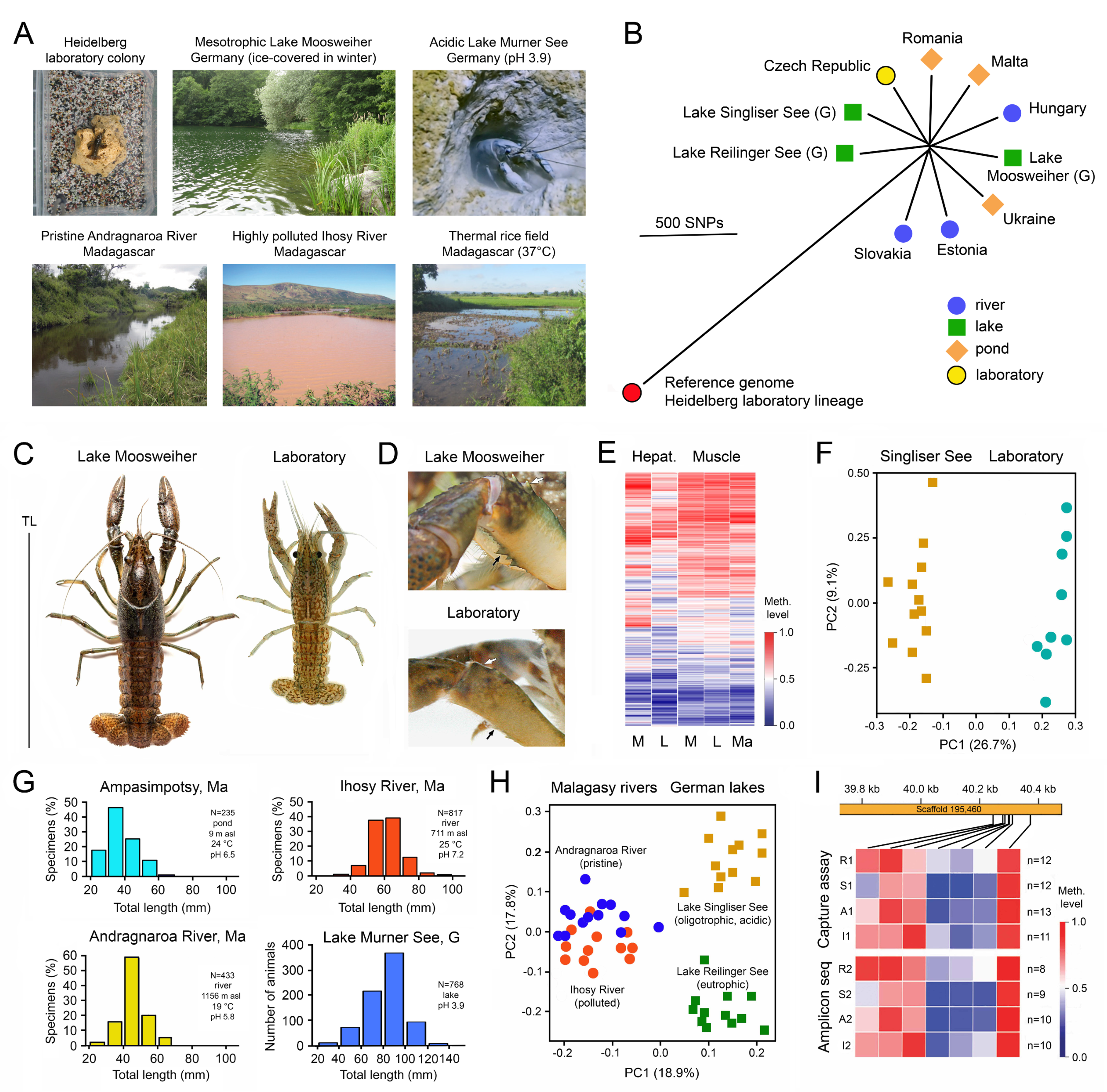 Epigenomes 07 00001 g002 Epigenomes 07 00001 g002