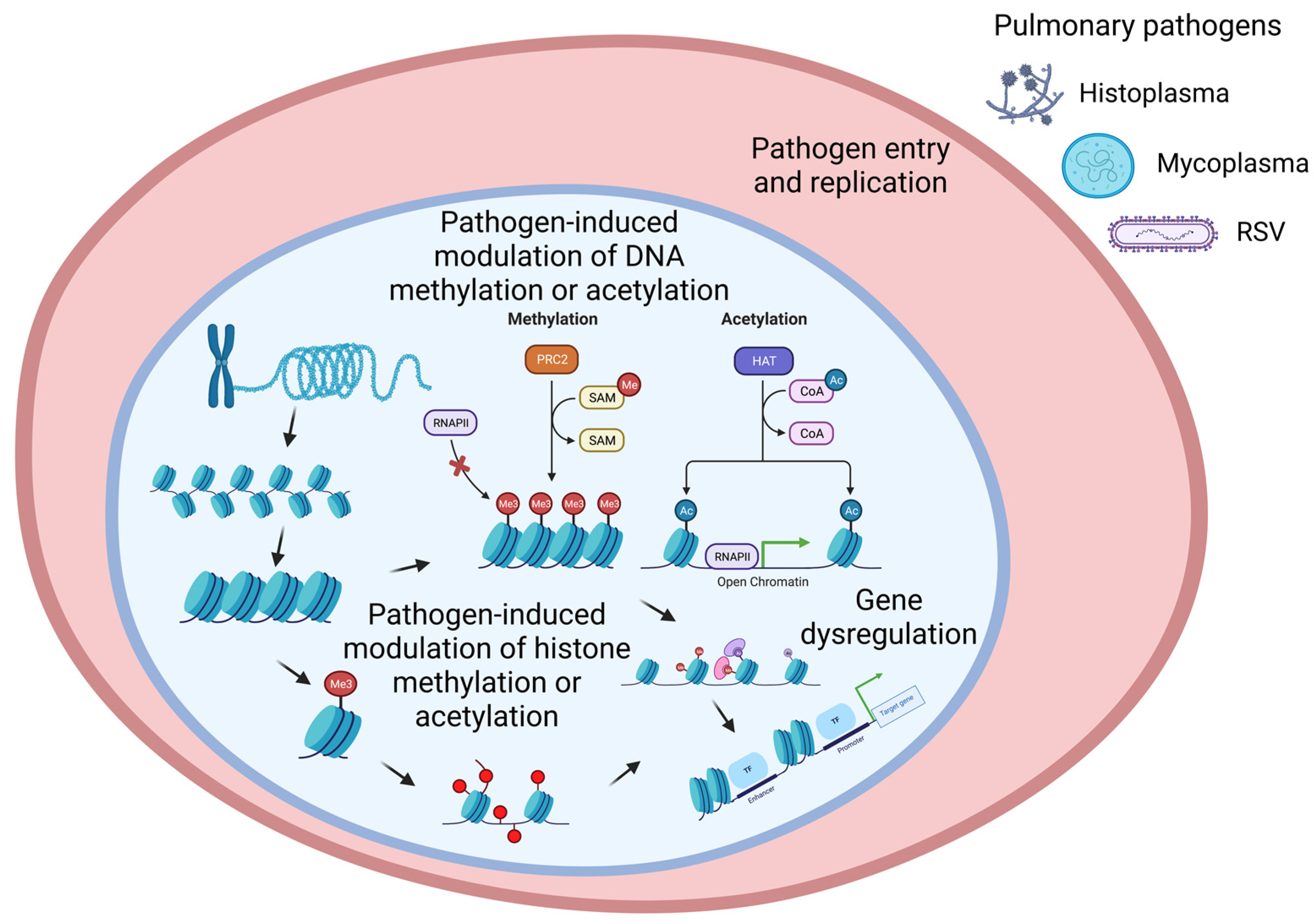 Epigenomes 07 00013 g001